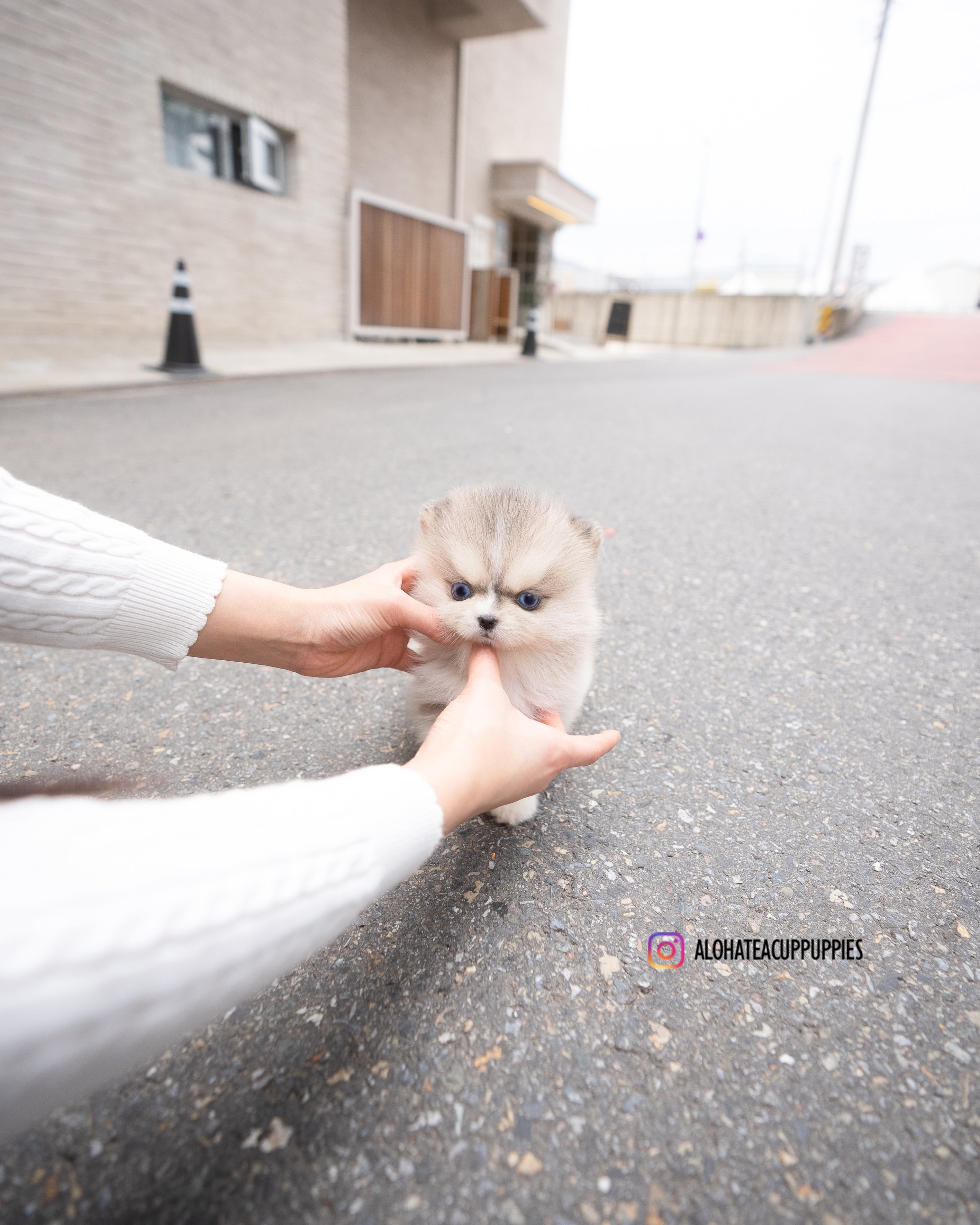 Moana [TEACUP POMSKY]