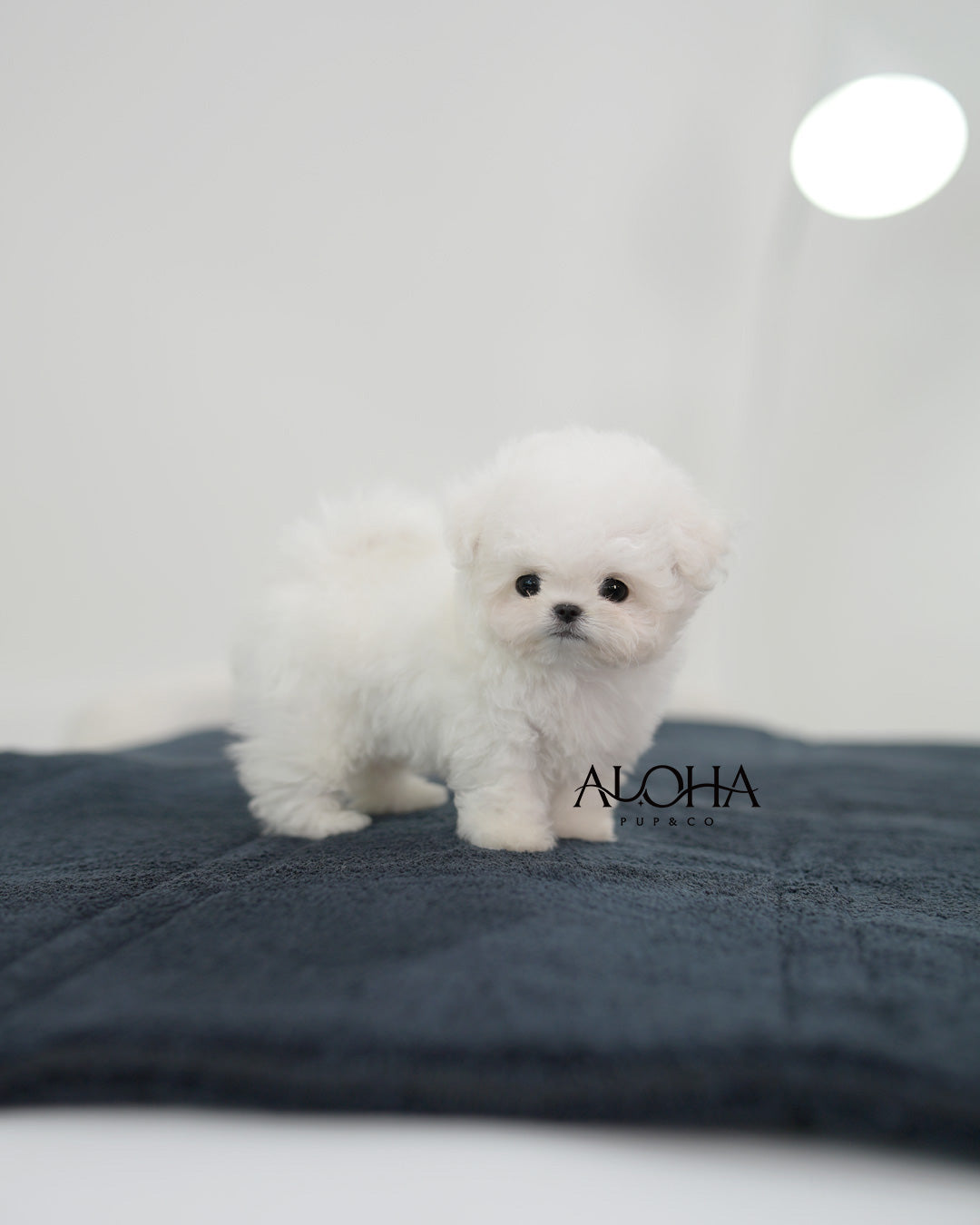 Blue [TEACUP BICHON Frise]
