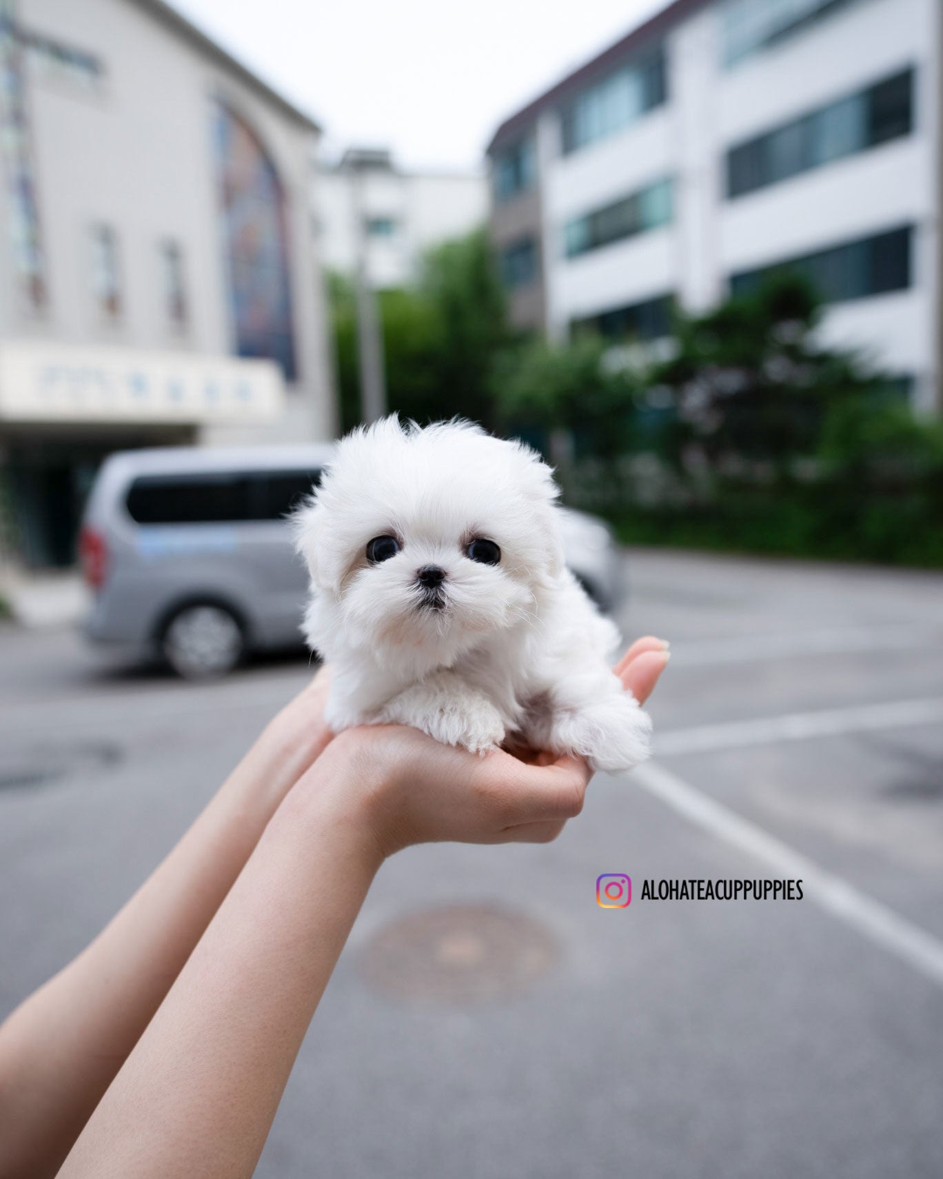 Demi [TEACUP MALTESE]
