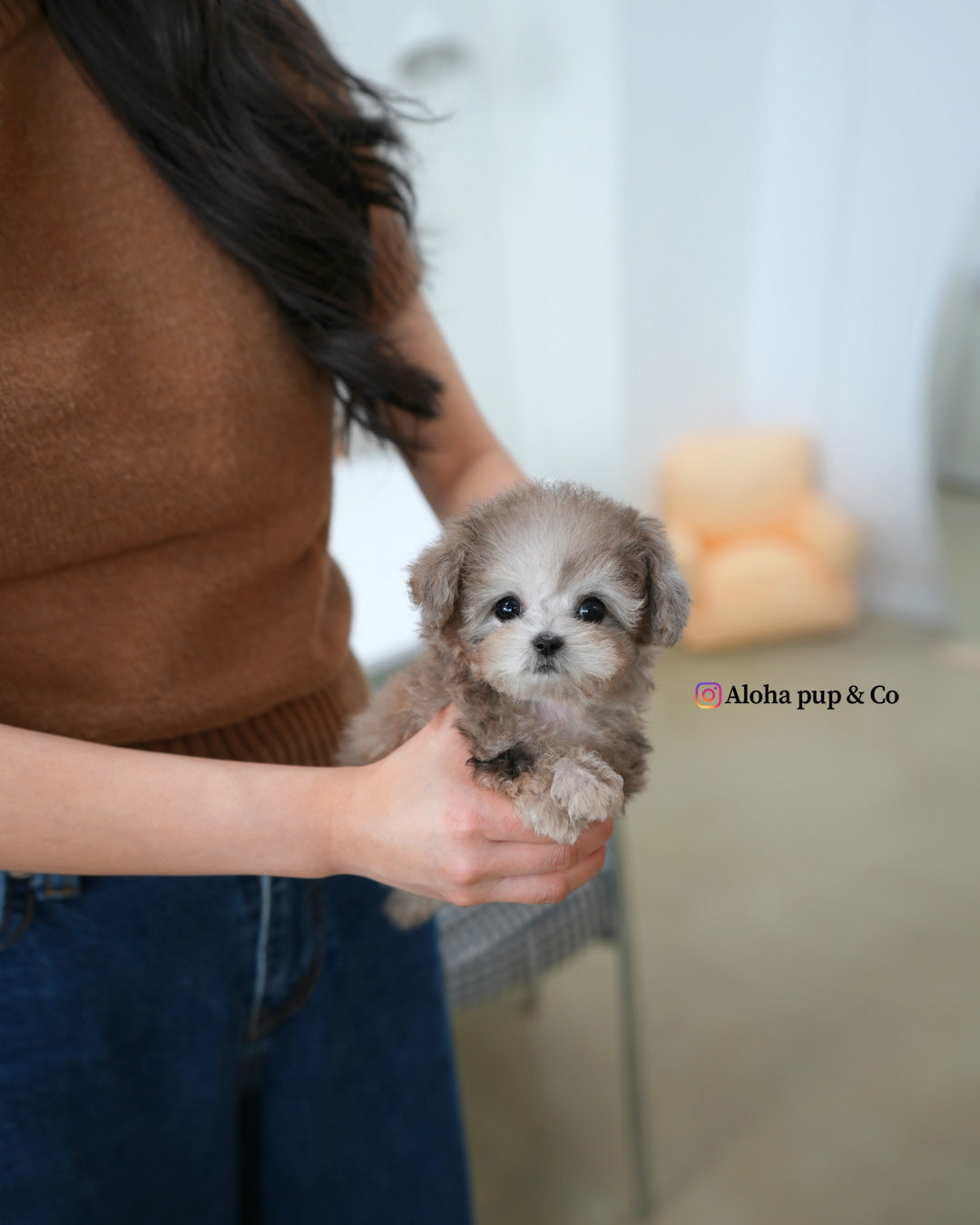 puff [TEACUP MALTIPOO]