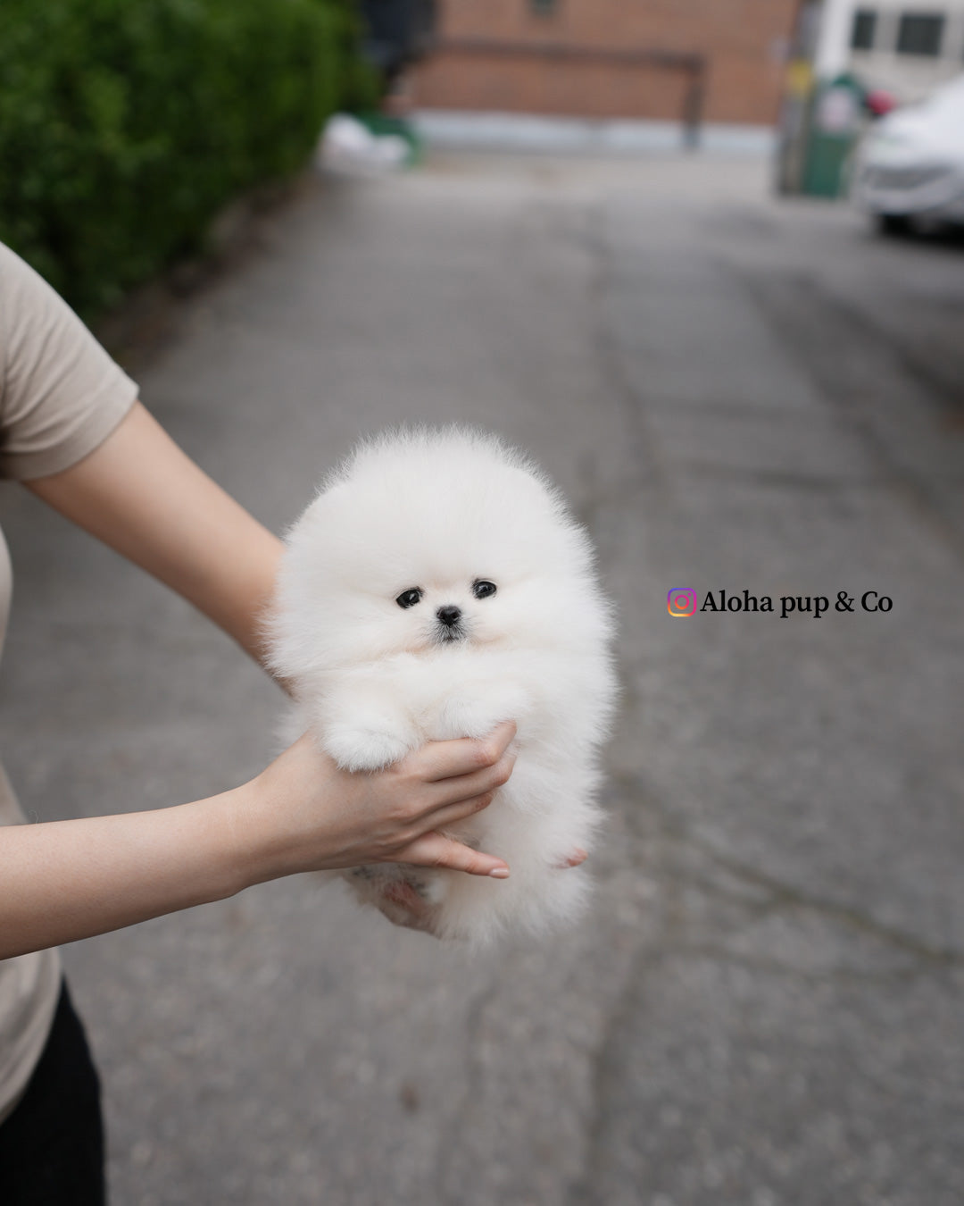 Leche [POMERANIA TAZA DE TÉ]