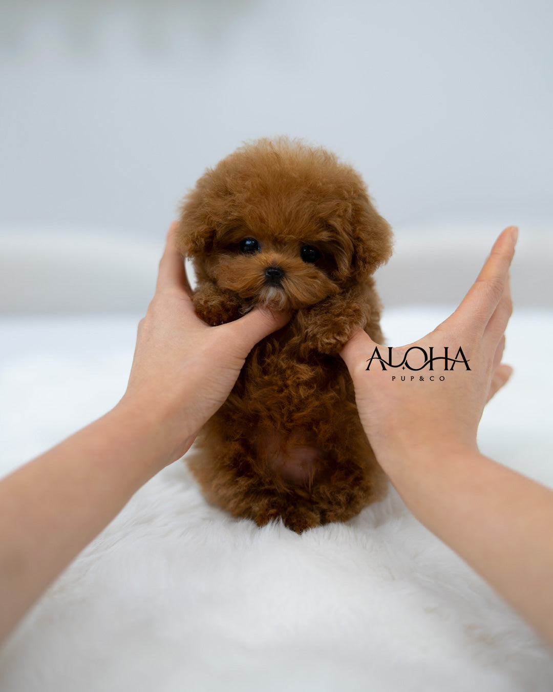 Bay [TEACUP POODLE]