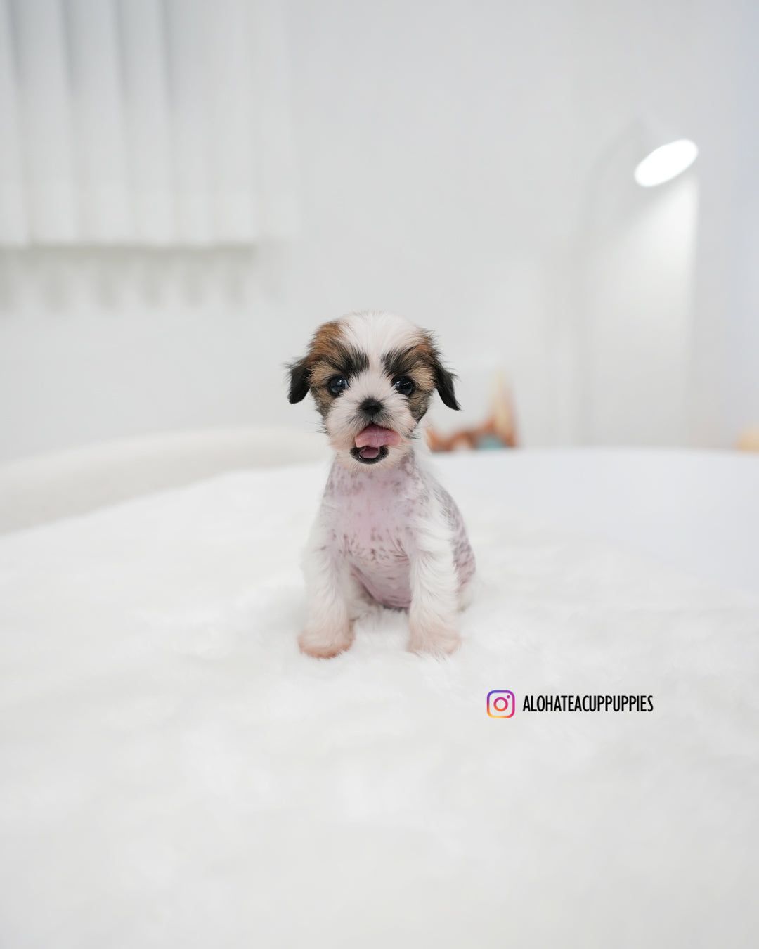 Elara [TEACUP Chinese Crested]