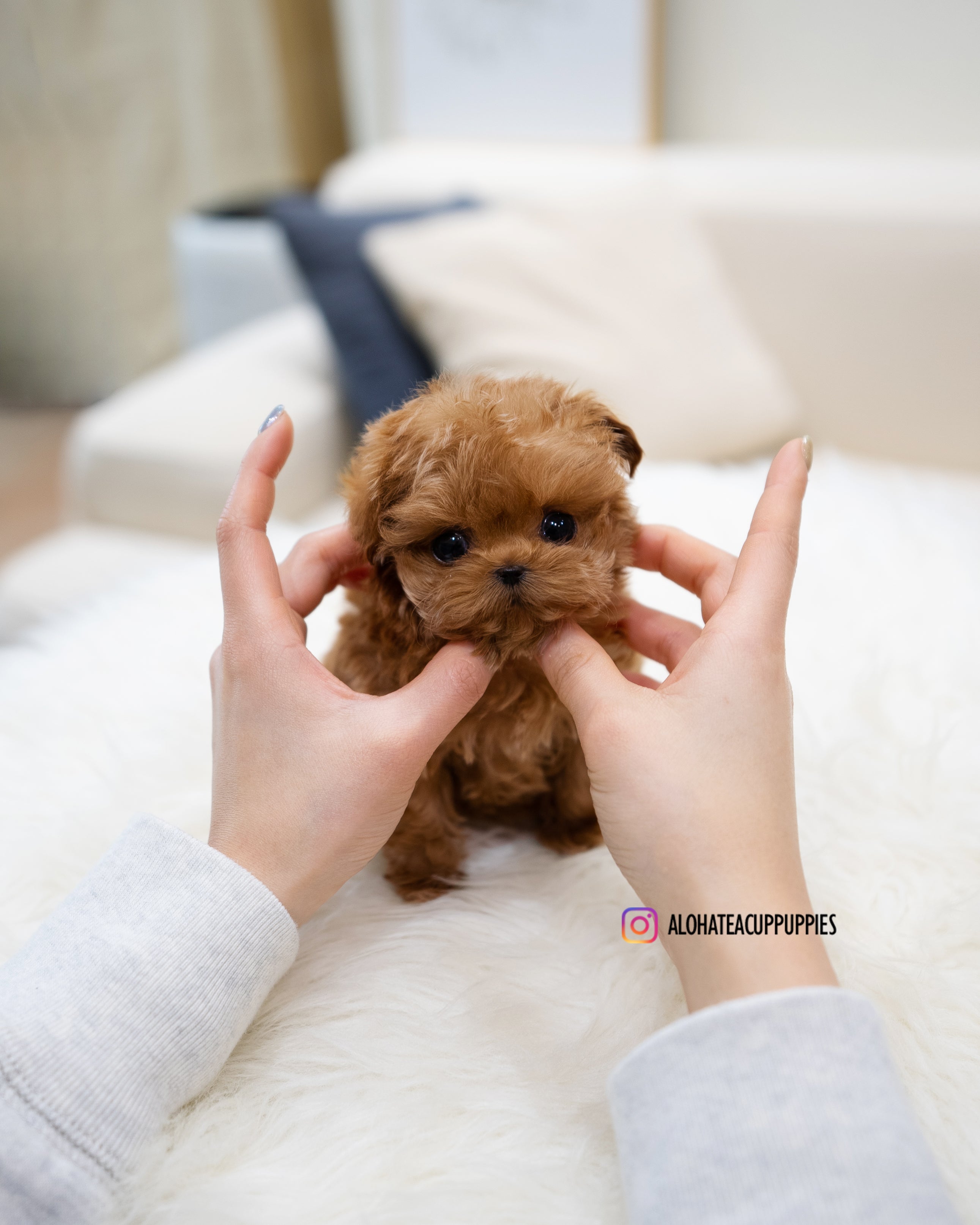 Magot [TEACUP MALTIPOO]