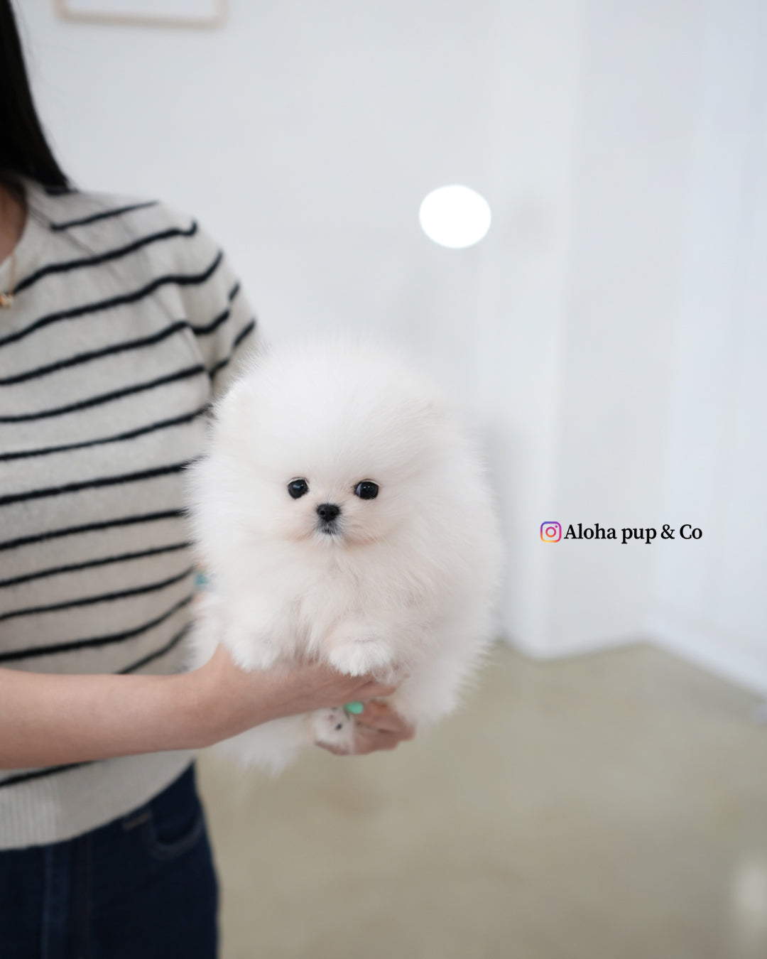 Fiel [POMERANIA TAZA DE TÉ]