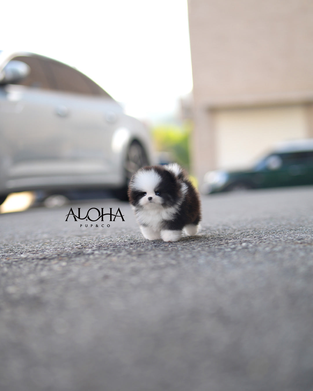 Pingu [TEACUP POMERANIAN]
