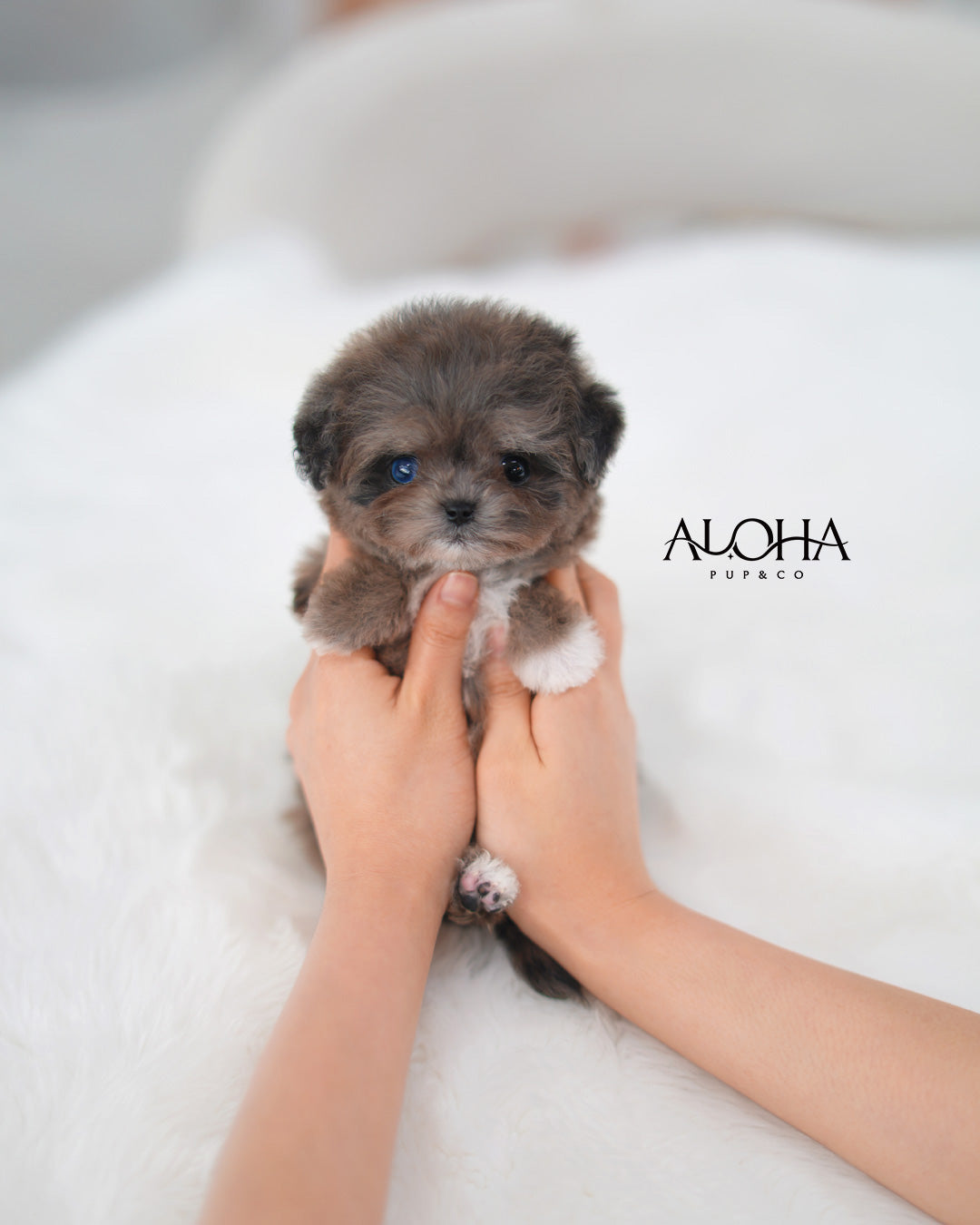 Maya [TEACUP MALTIPOO]
