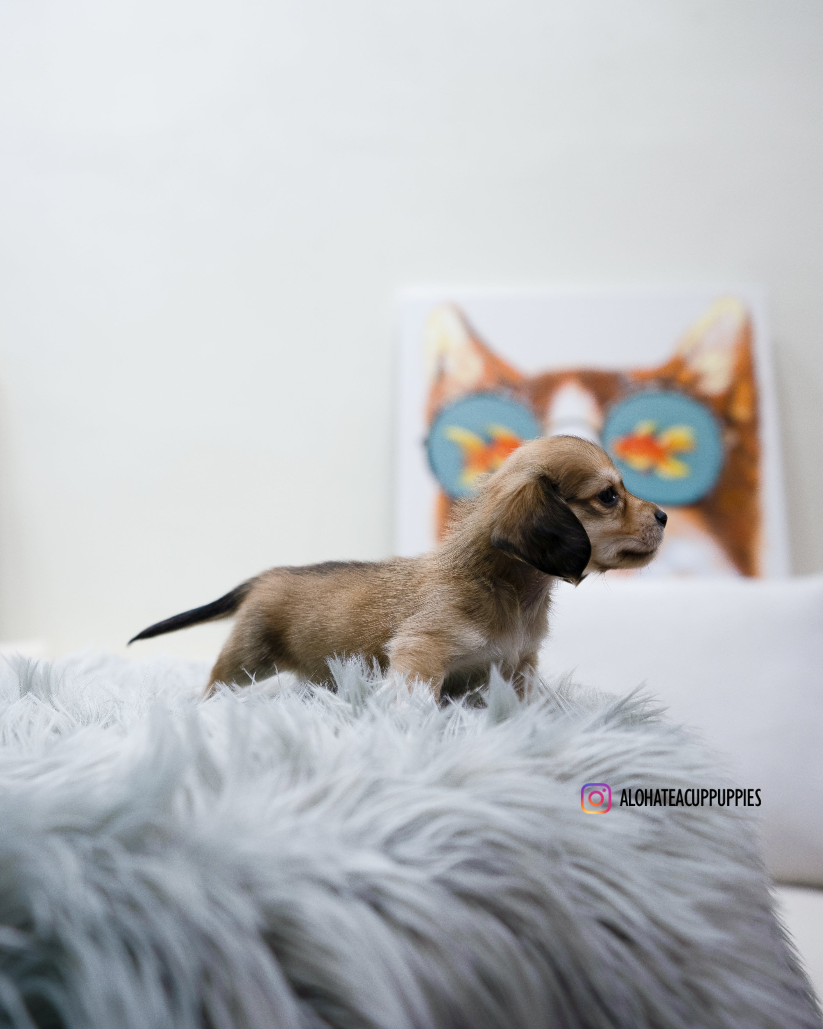Isaac [TEACUP DACHSHUND]