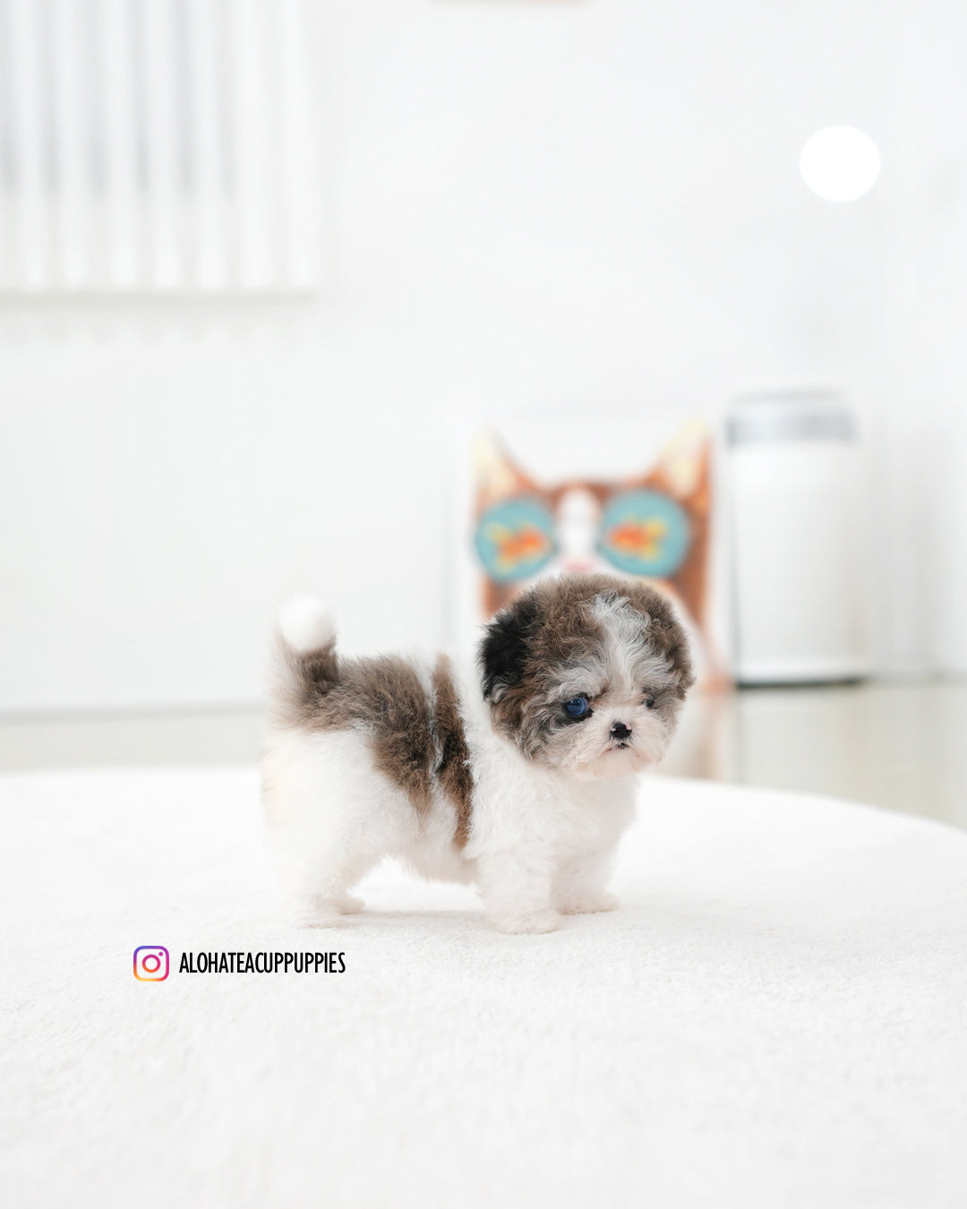 Mira [TEACUP MALTIPOO]