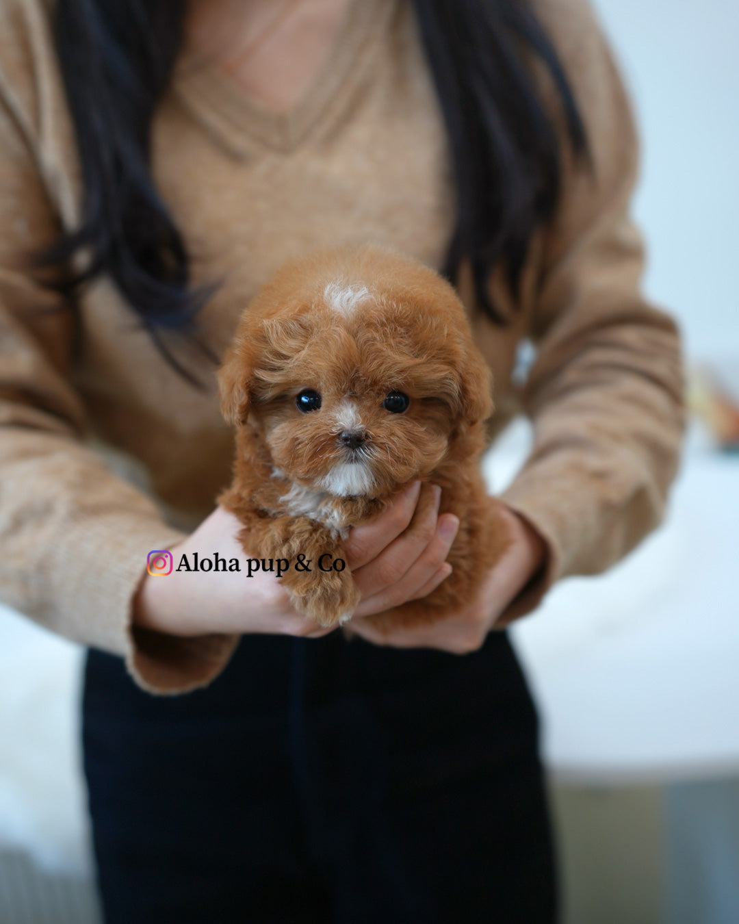 Barbie [TEACUP MALTIPOO]