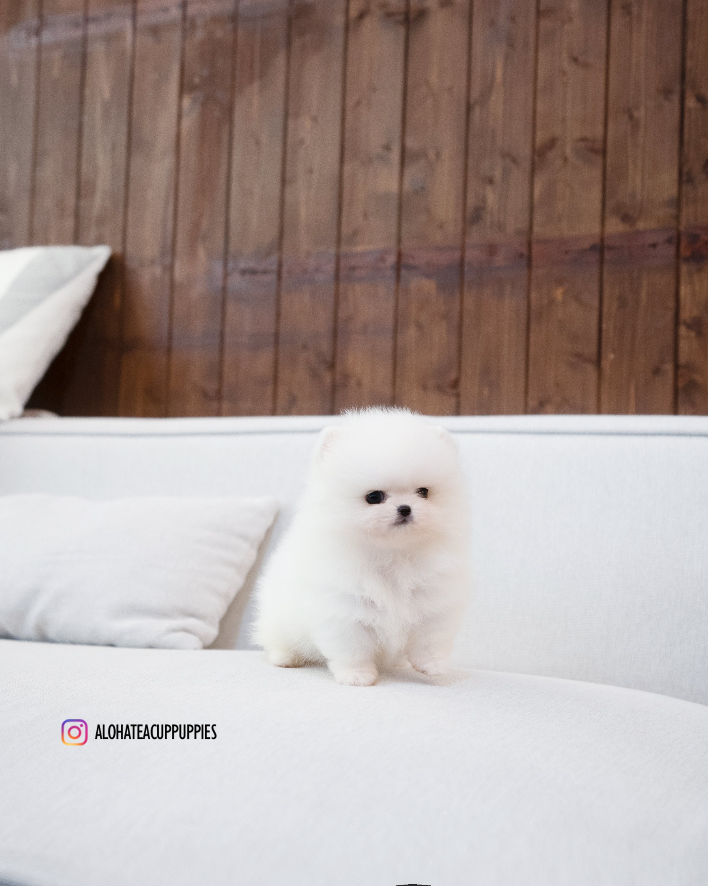 Bono [POMERANIA TAZA DE TÉ]