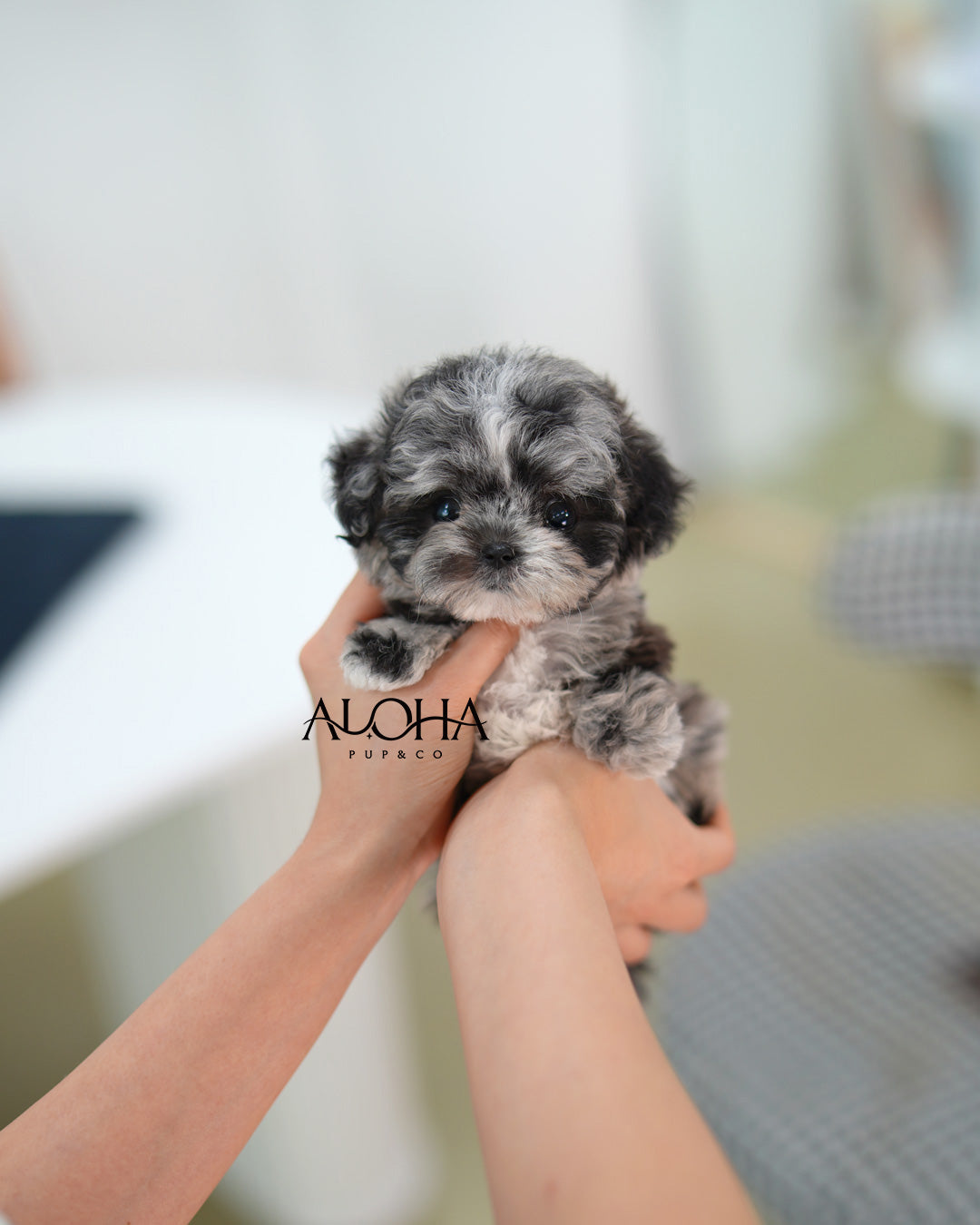 Penny [TEACUP POODLE]