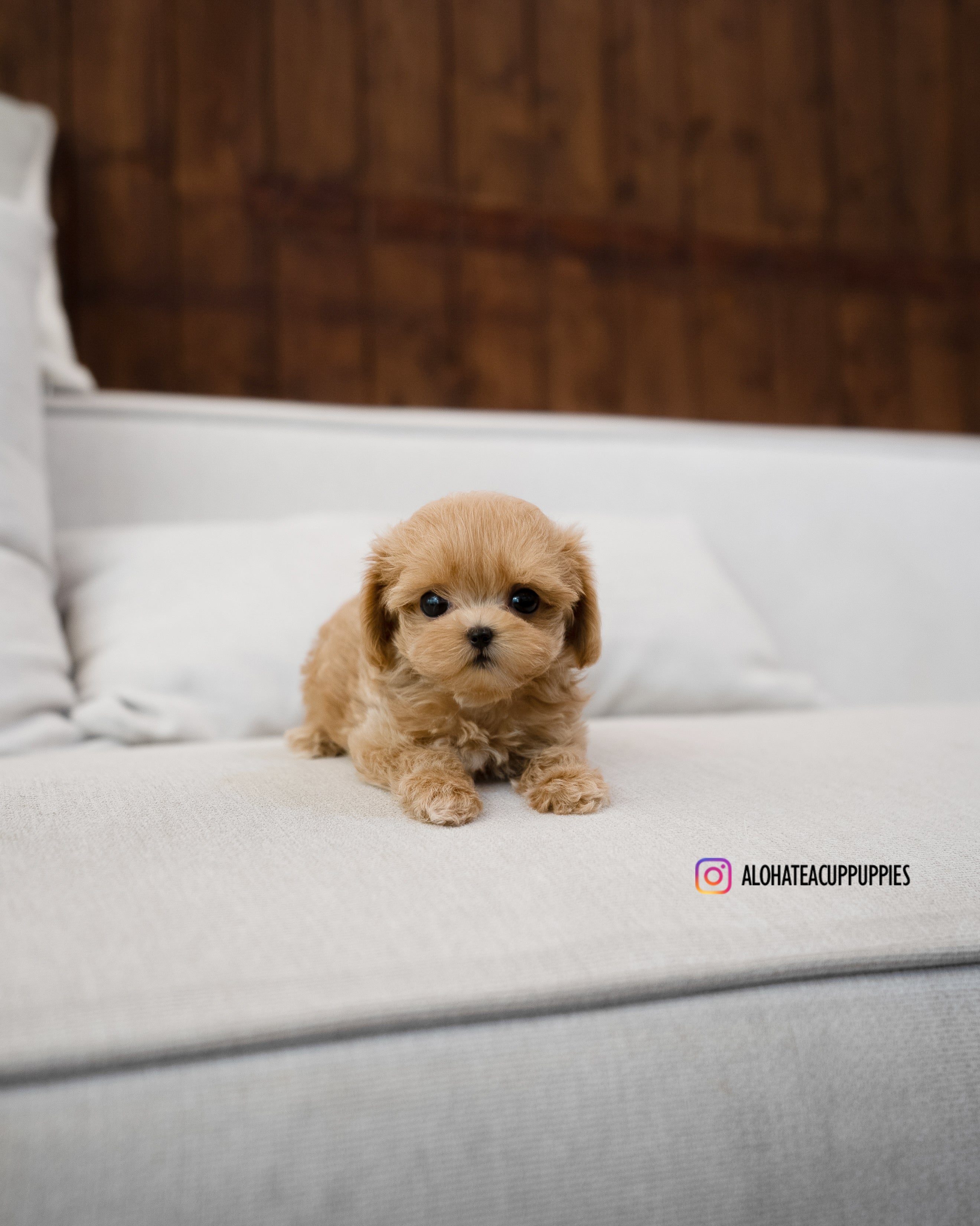 Amber [TEACUP MALTIPOO]