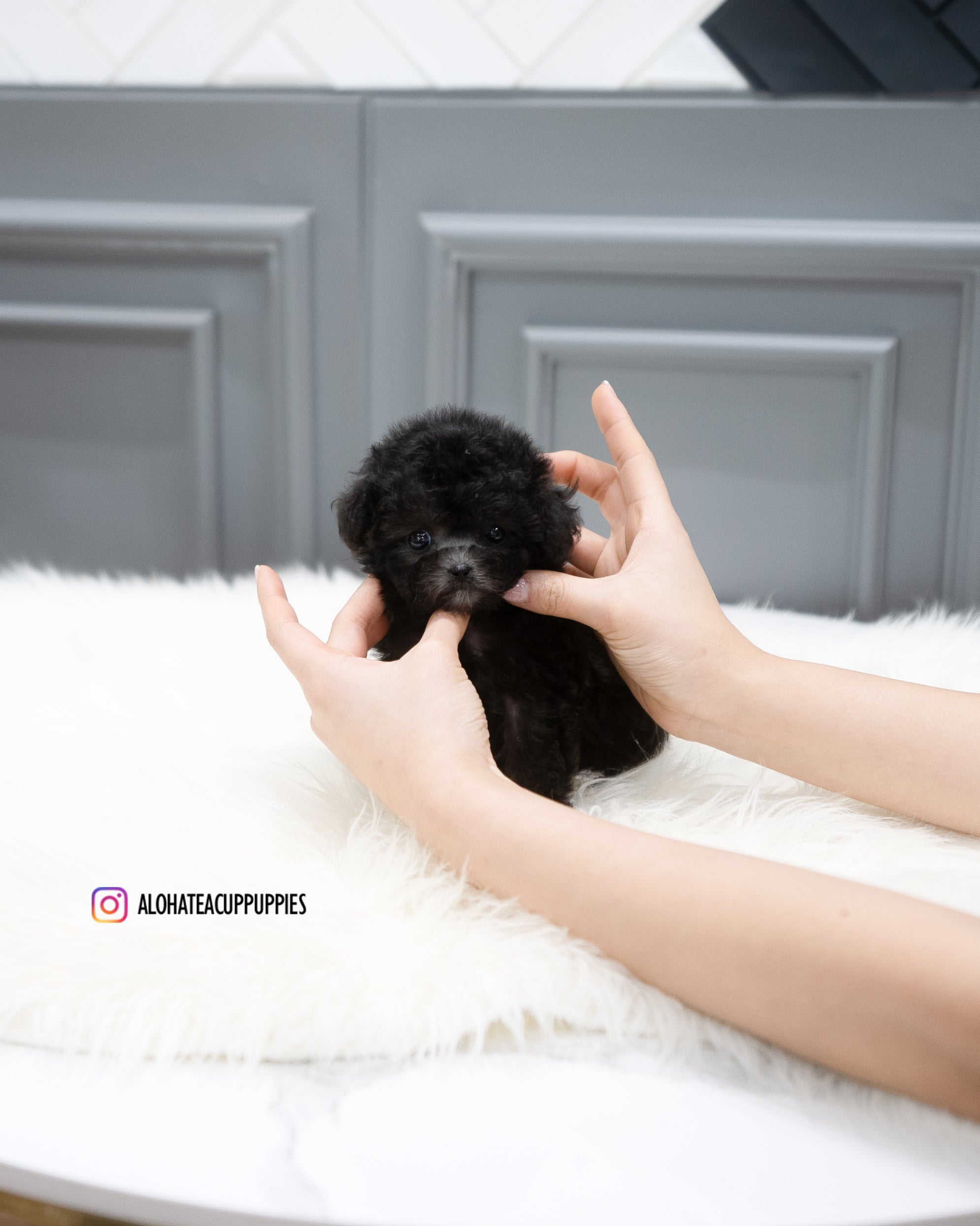 Chloe [TEACUP POODLE]