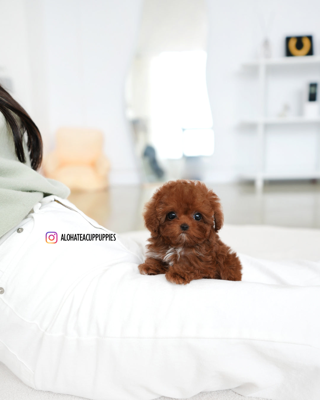 Evelyn [TEACUP POODLE]