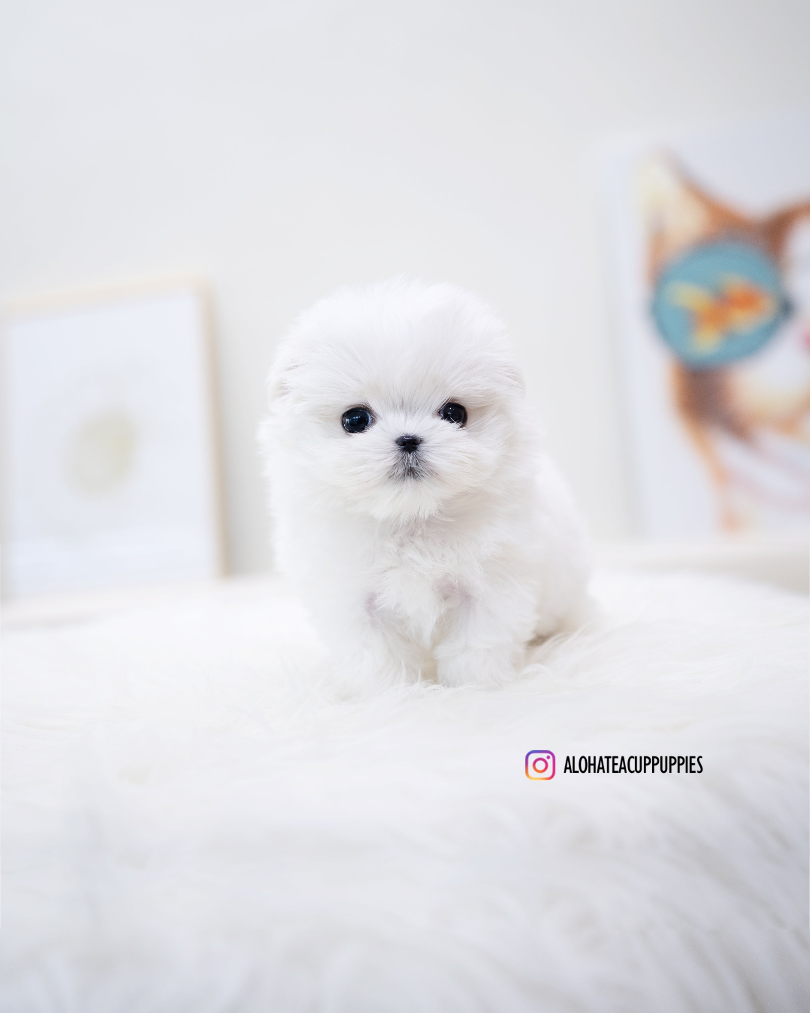 Ari [TEACUP MALTESE]