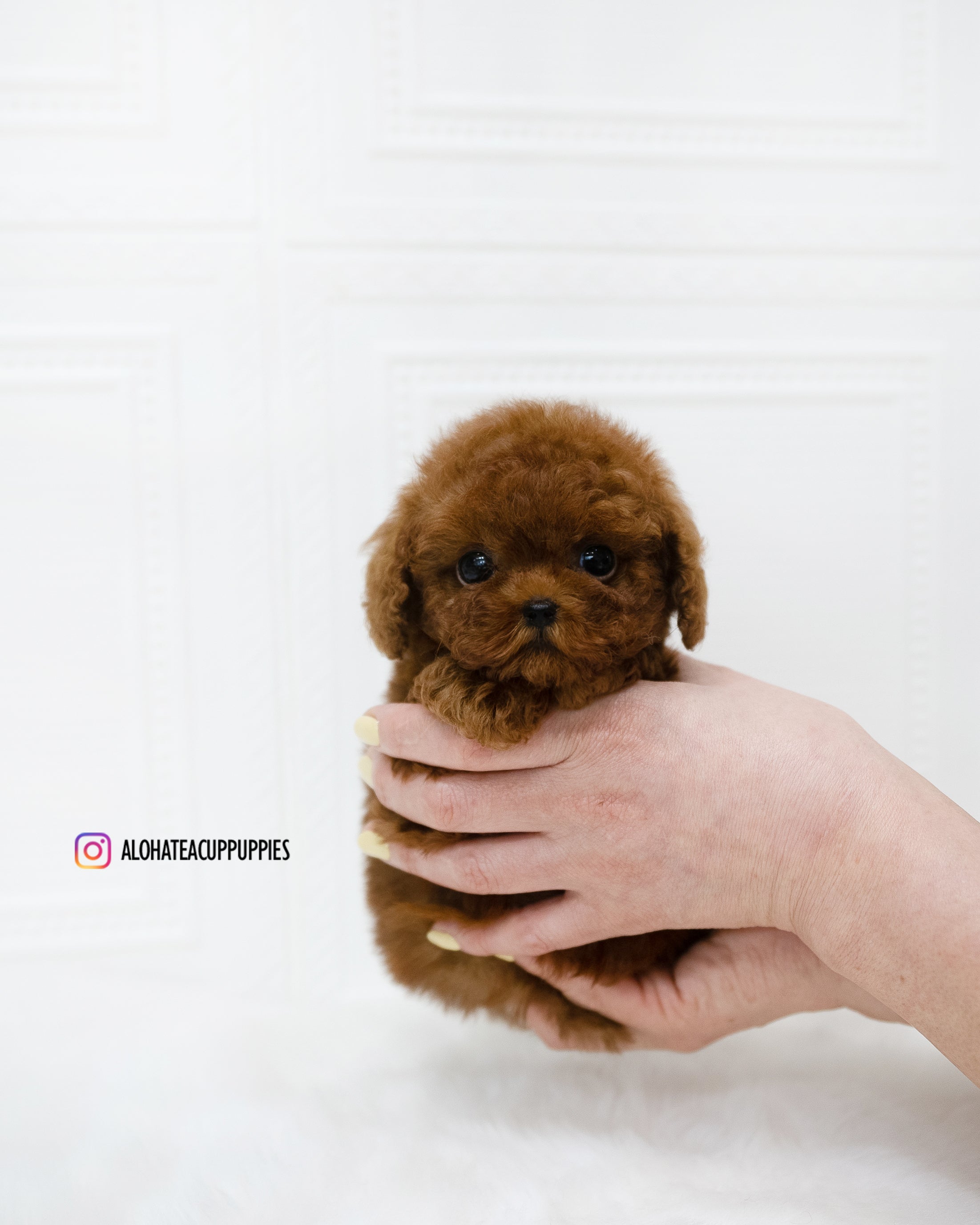 Remi [TEACUP POODLE]