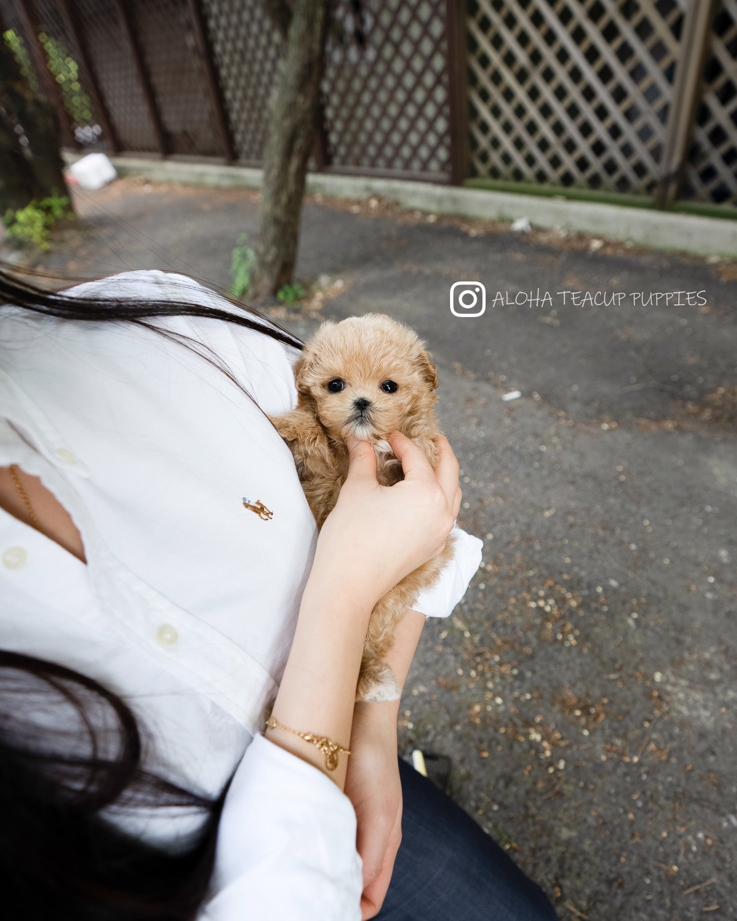 Rose [TEACUP MALTIPOO]