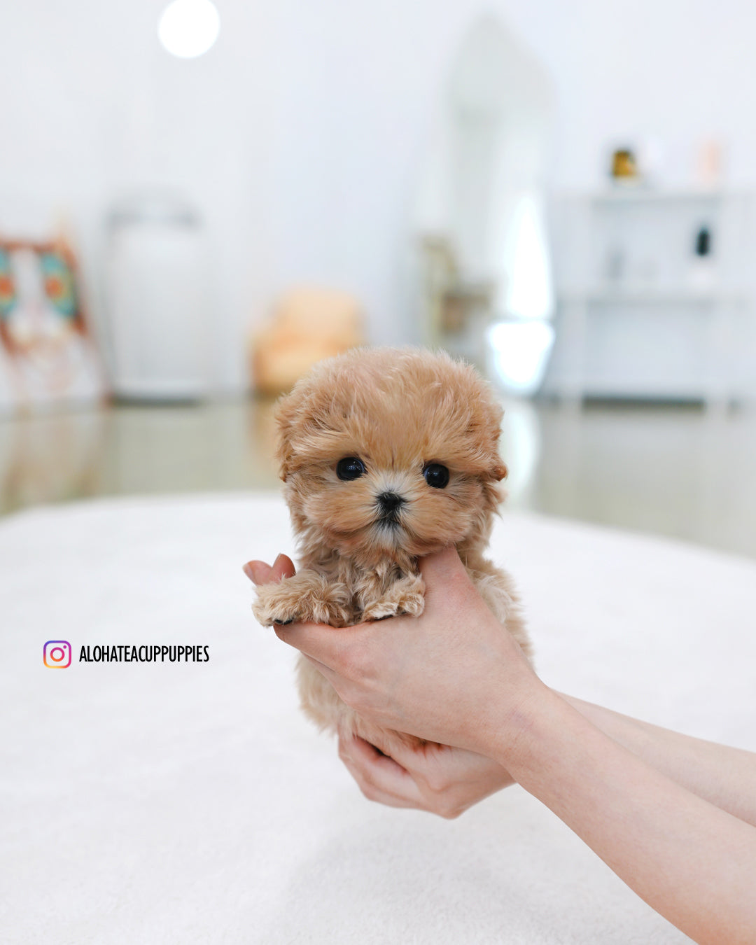 Orin [TEACUP MALTIPOO]