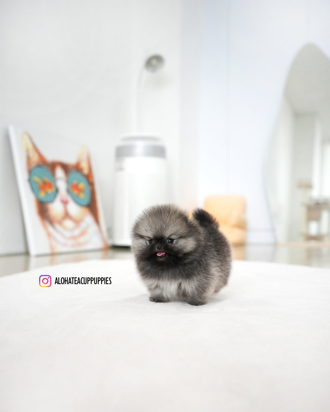Theo [POMERANIA TAZA DE TÉ]