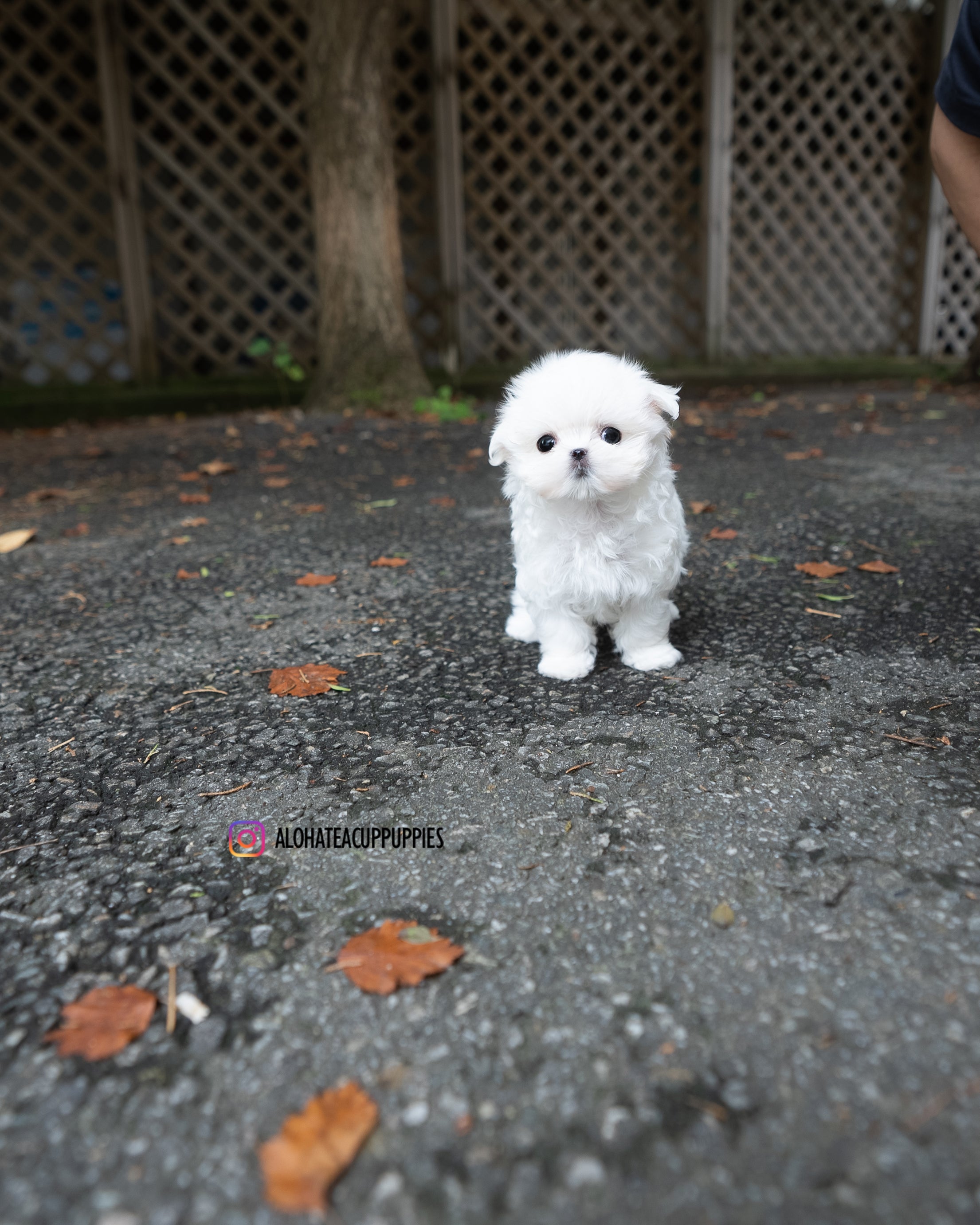 Juliette [TEACUP MALTESE]
