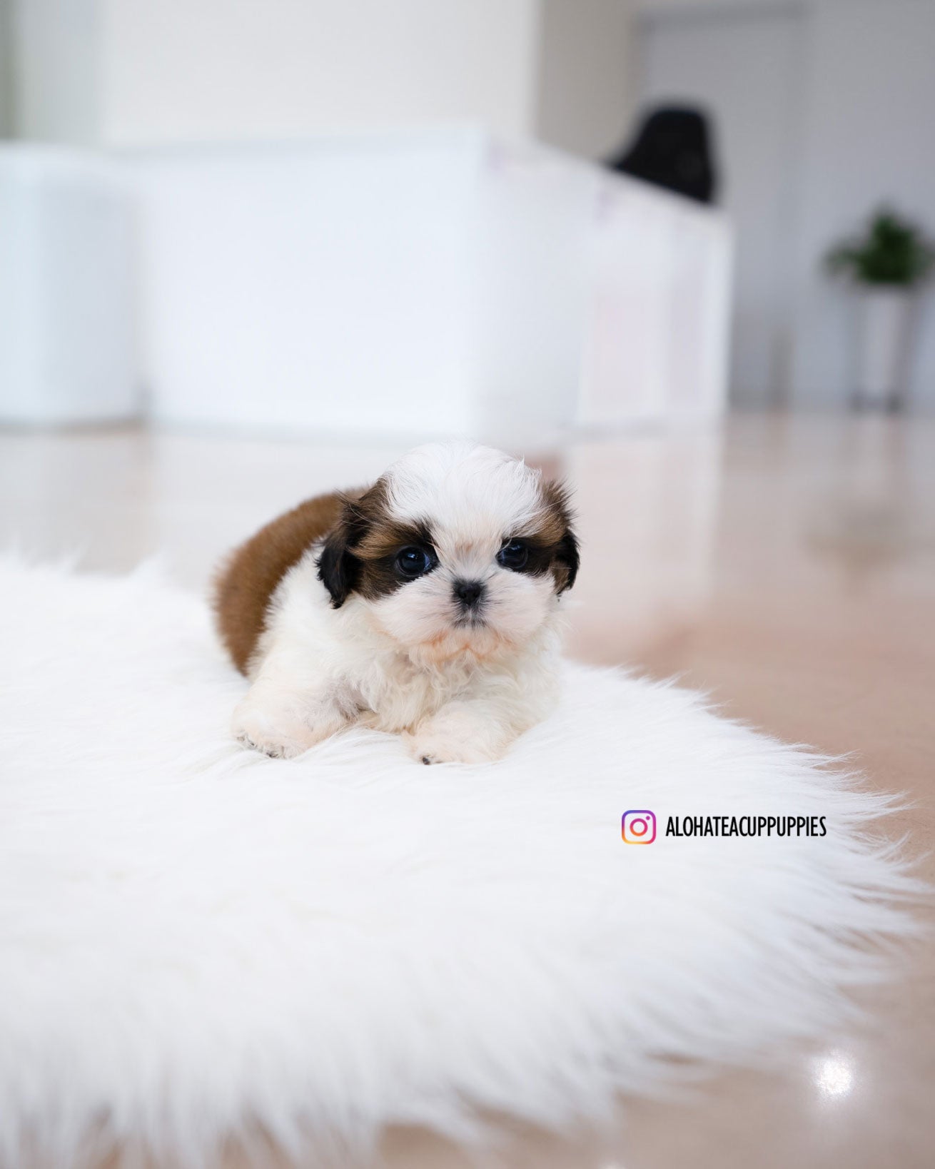 Jorro [Mini SHIHTZU]