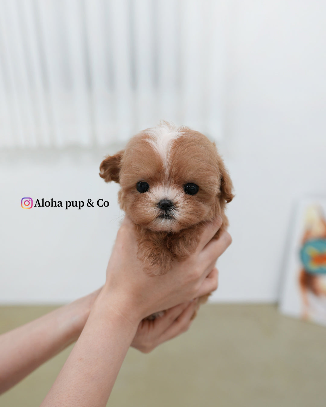 Zeno [TEACUP MALTIPOO]
