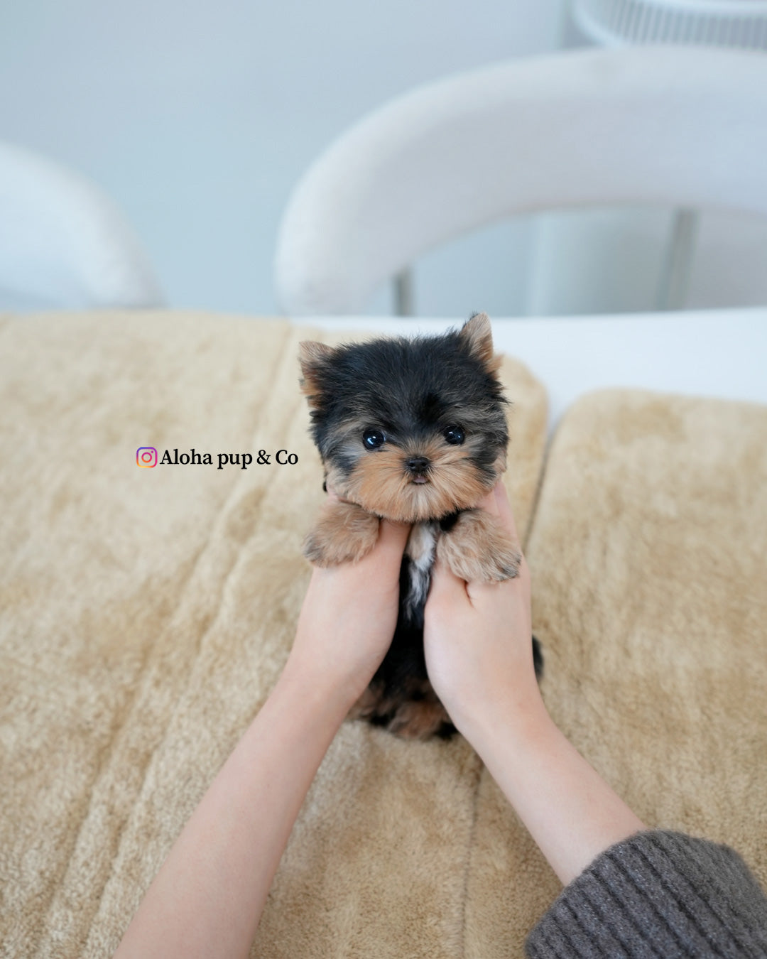 Ivy [Teacup YORKIE]