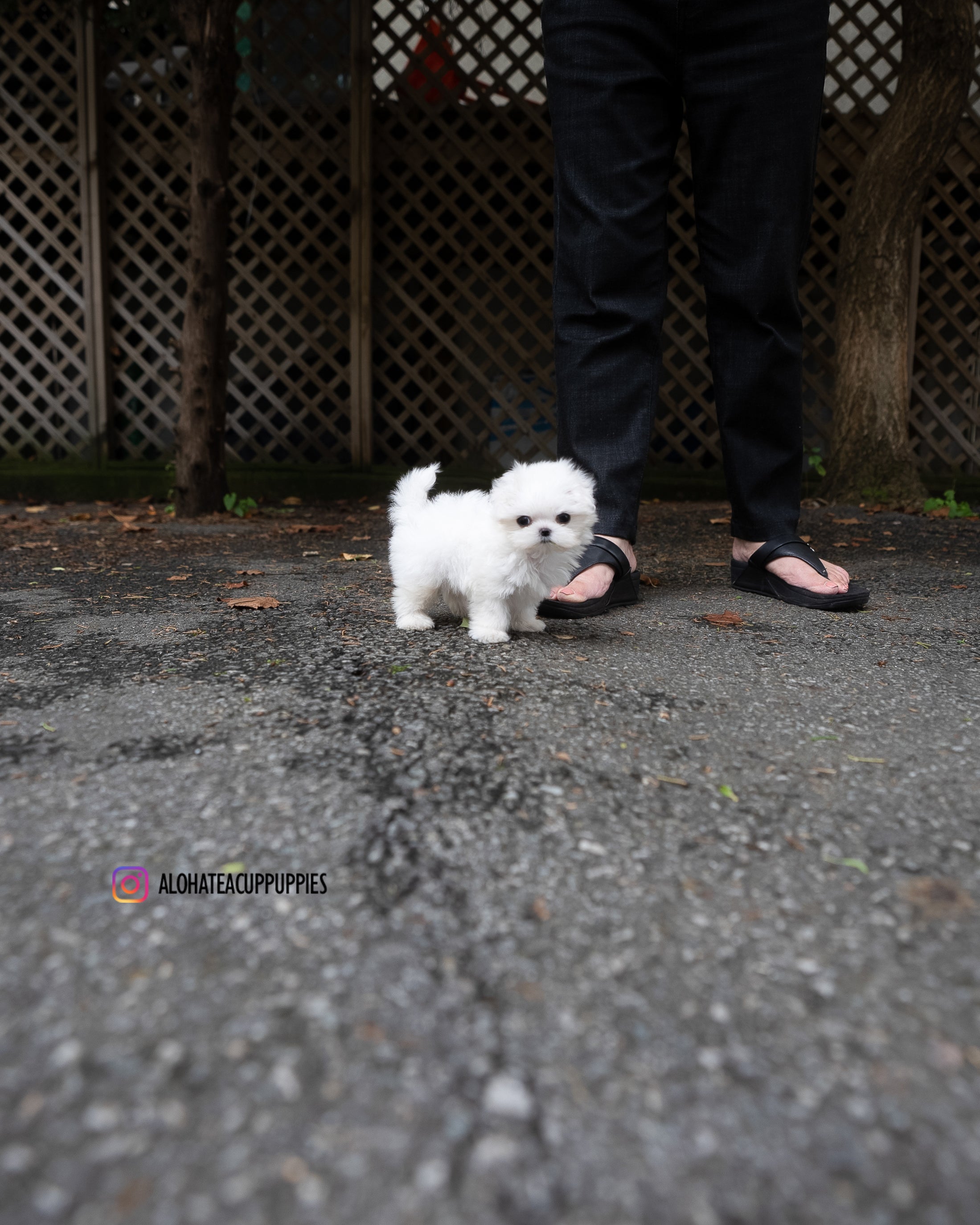 Ian [TEACUP MALTESE]