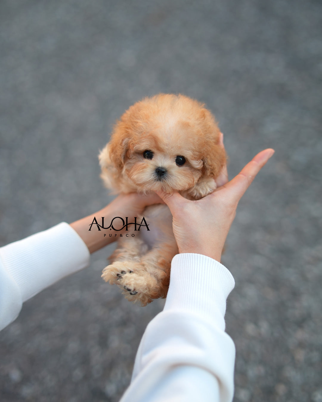Lottie [TEACUP MALTIPOO]