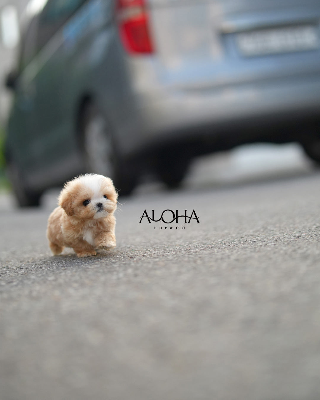 Loro [TEACUP MALTIPOO]