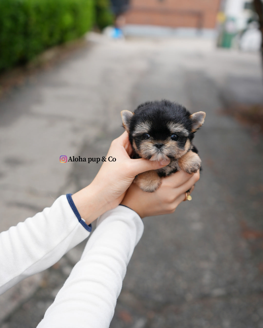 Nini [Teacup YORKIE]