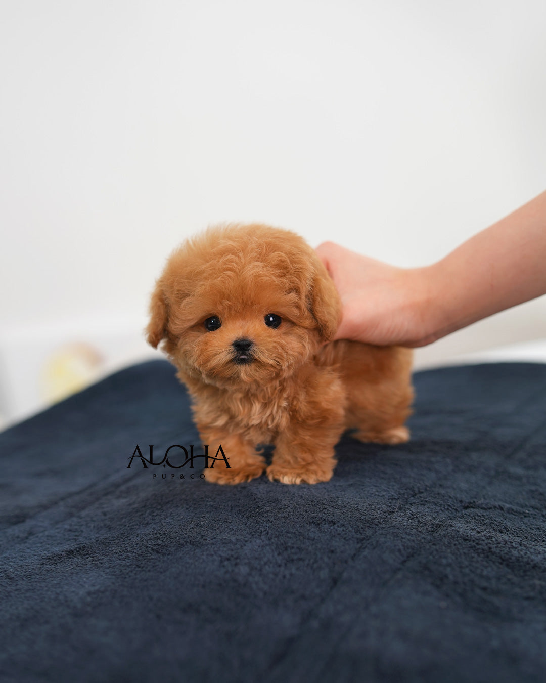 Juno [TEACUP POODLE]