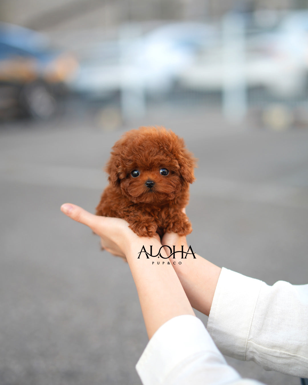 Zizi [TEACUP POODLE]