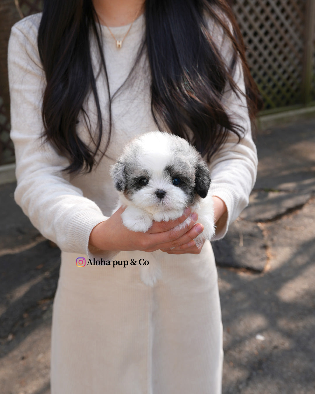 Buddy [TEACUP MALTIPOO]