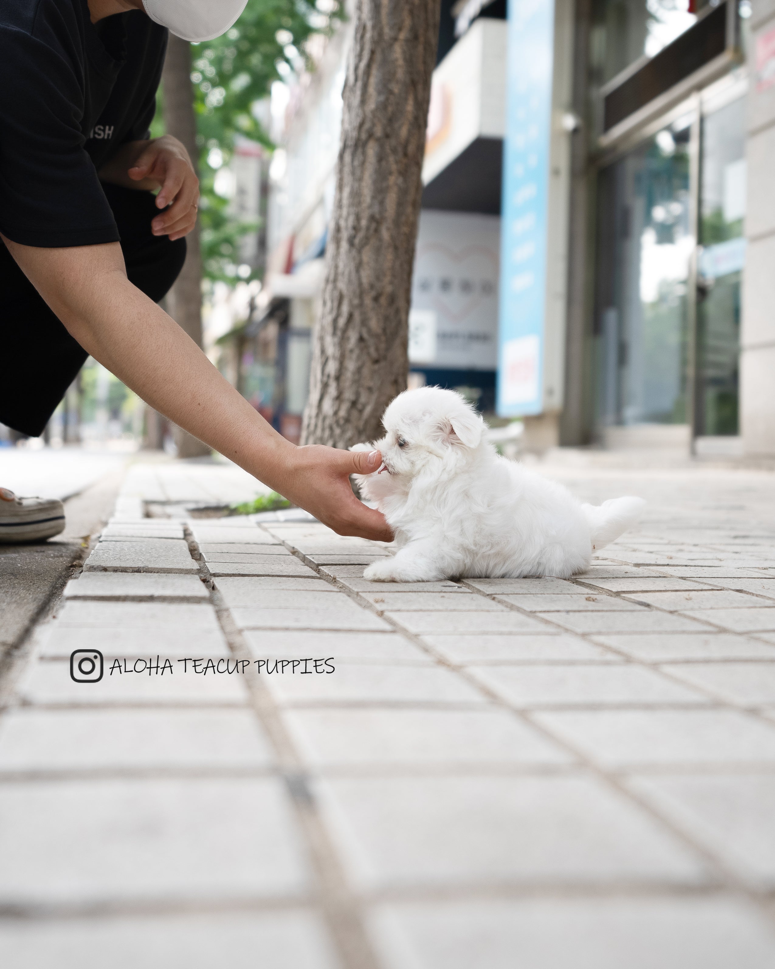 Lily [TEACUP MALTESE]