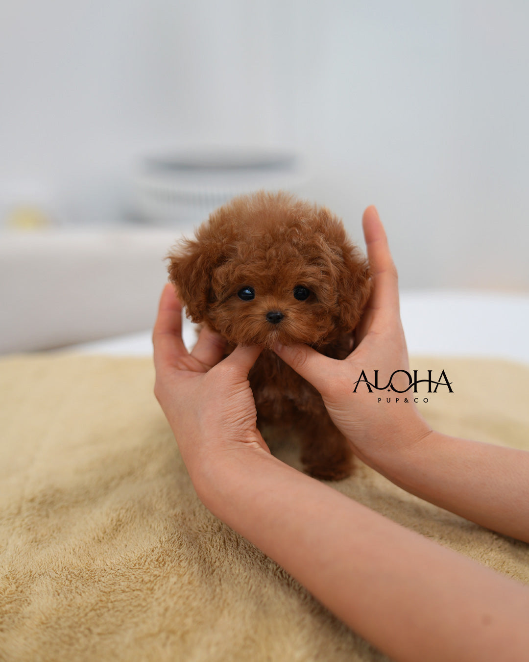 Cherry [TEACUP MALTIPOO]