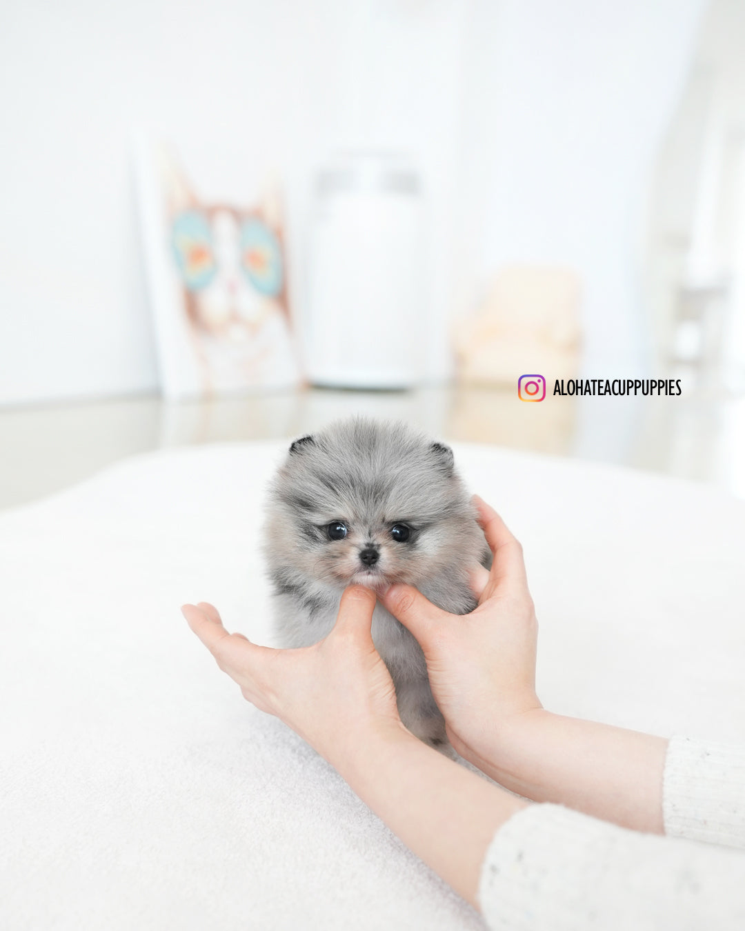 Dewey [POMERANIA TAZA DE TÉ]