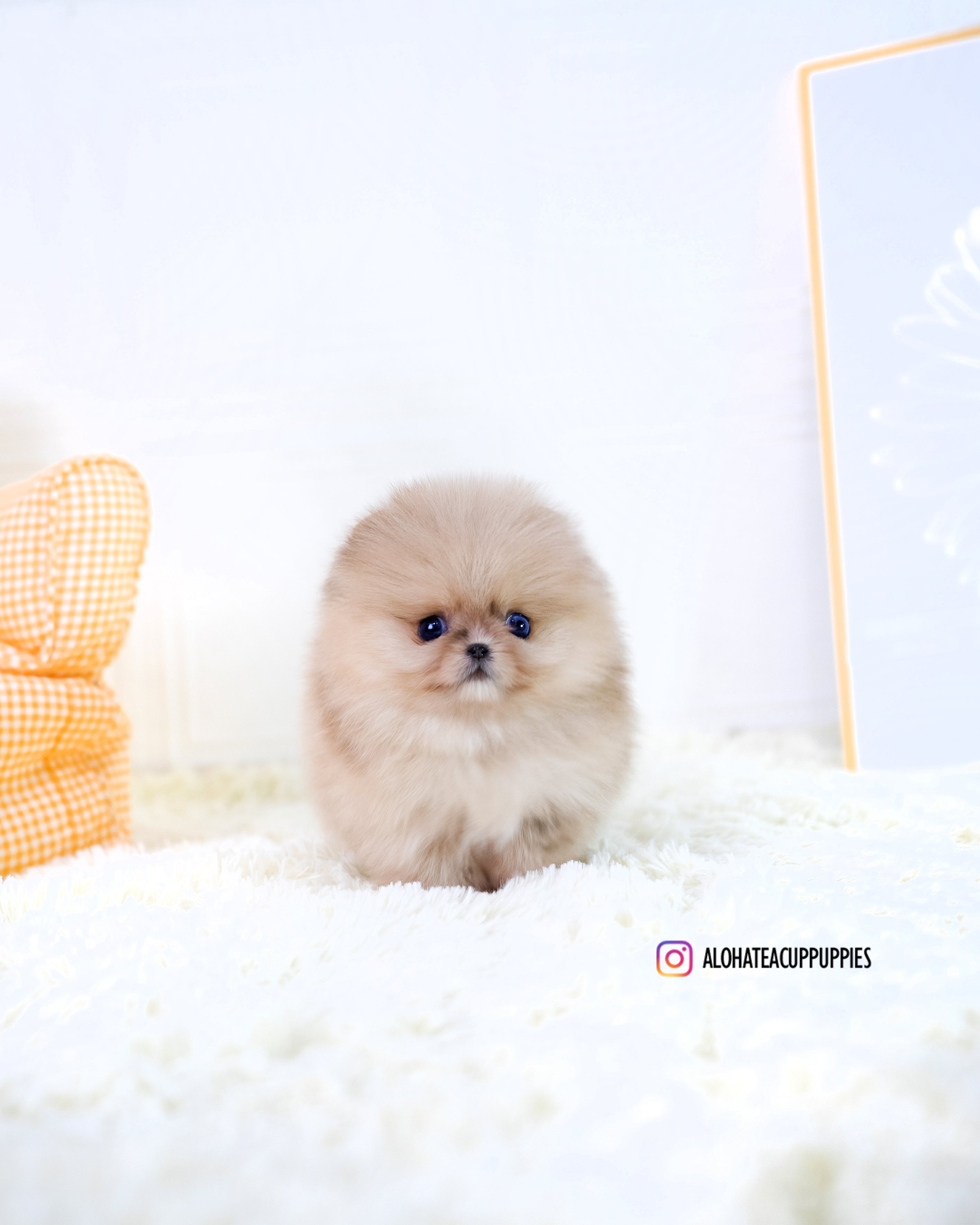 Gideon [TEACUP POMERANIAN]