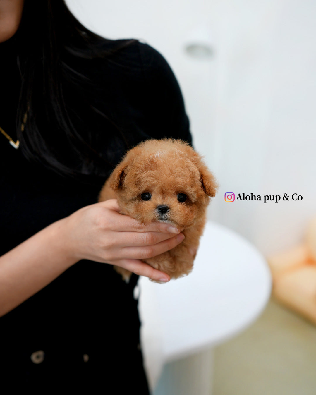 Bao [TEACUP MALTIPOO]