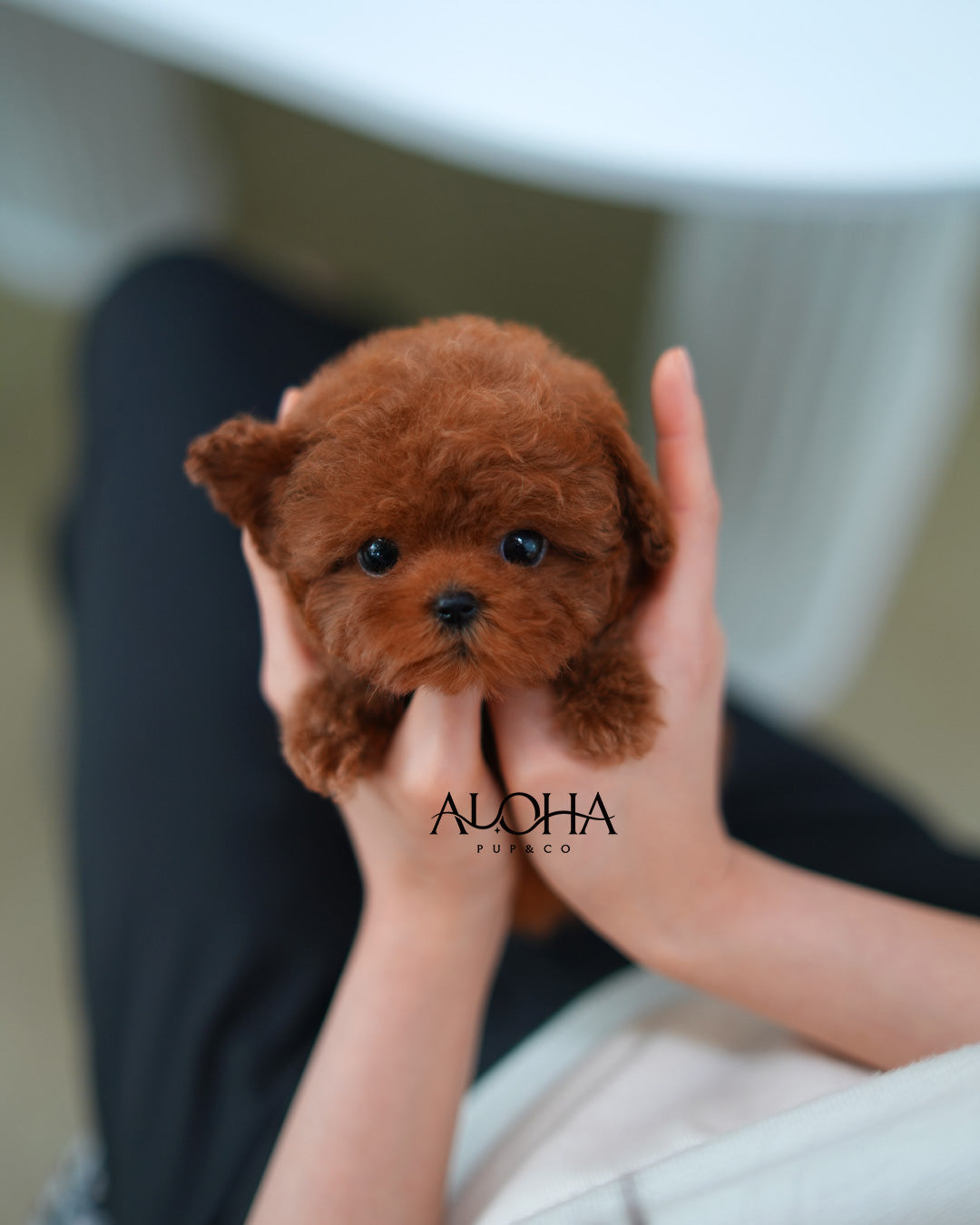 Jerry [TEACUP POODLE]