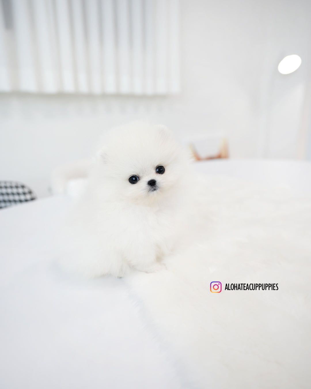 Kitty [POMERANIA TAZA DE TÉ]