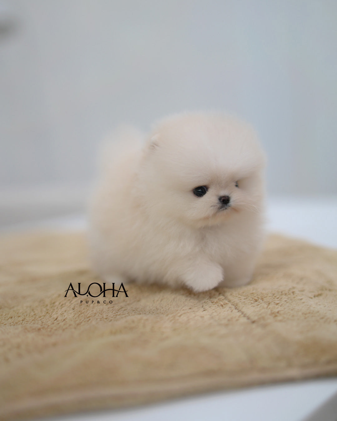 Cody [TEACUP POMERANIAN]