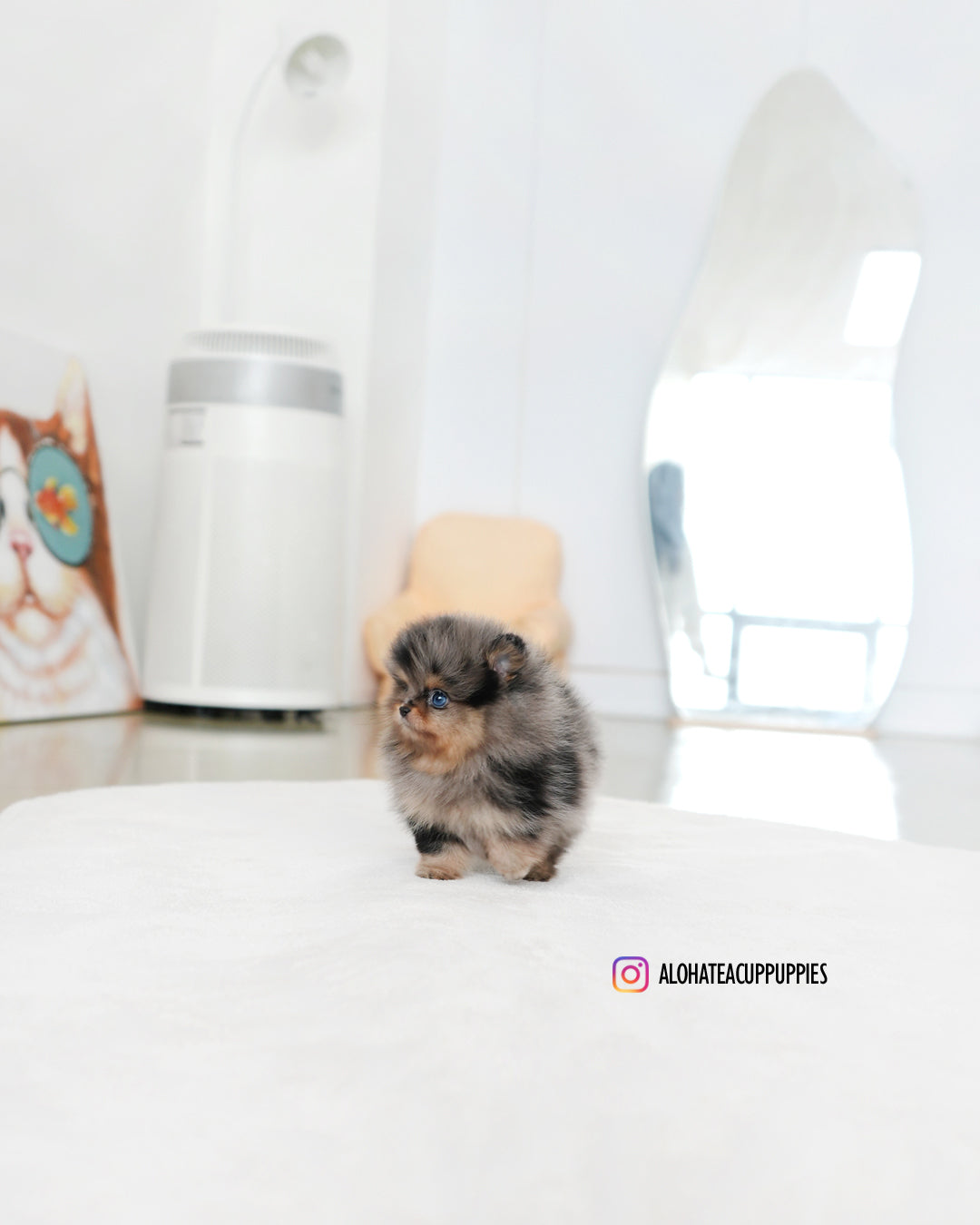 Kai [POMERANIA TAZA DE TÉ]