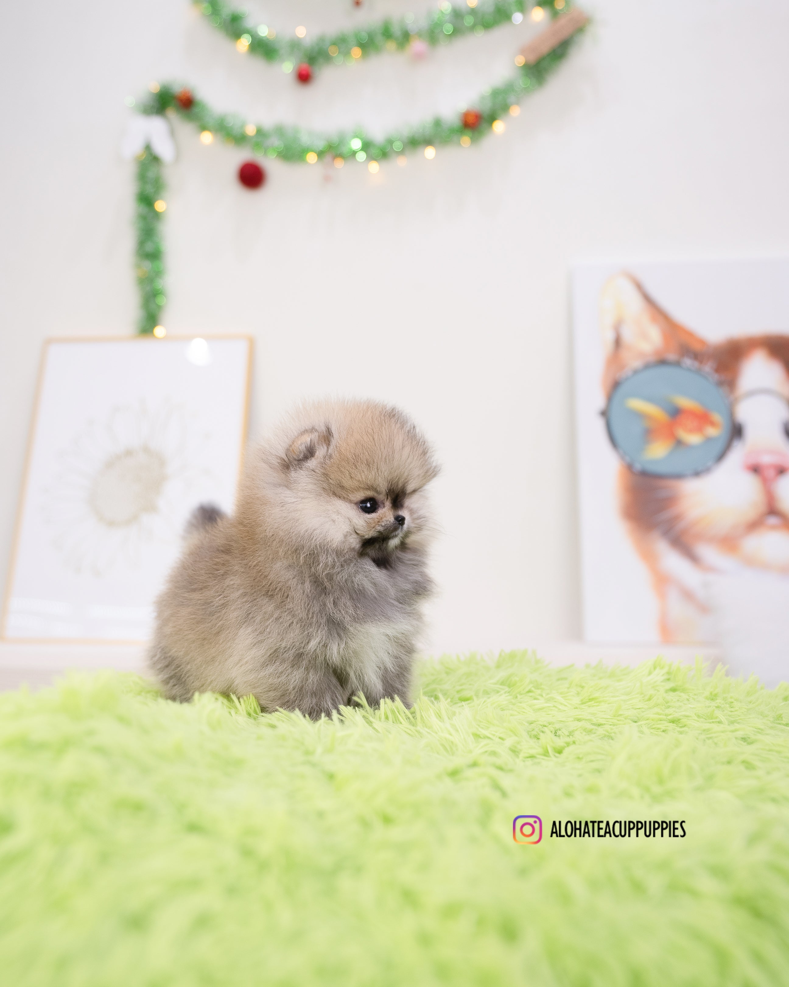 Enzo [POMERANIA TAZA DE TÉ]