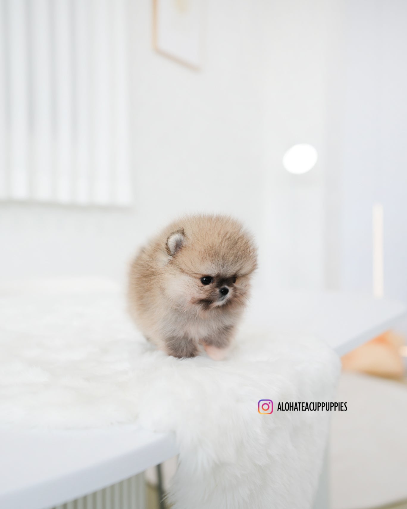 Tiramisú [POMERANIA TAZA DE TÉ]