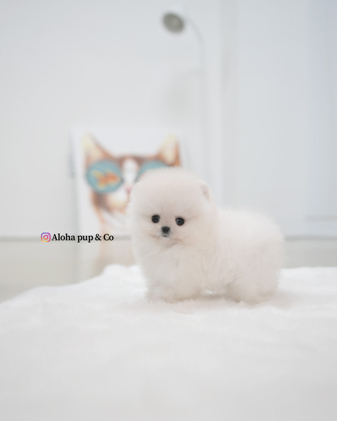 Roi [POMERANIA TAZA DE TÉ]