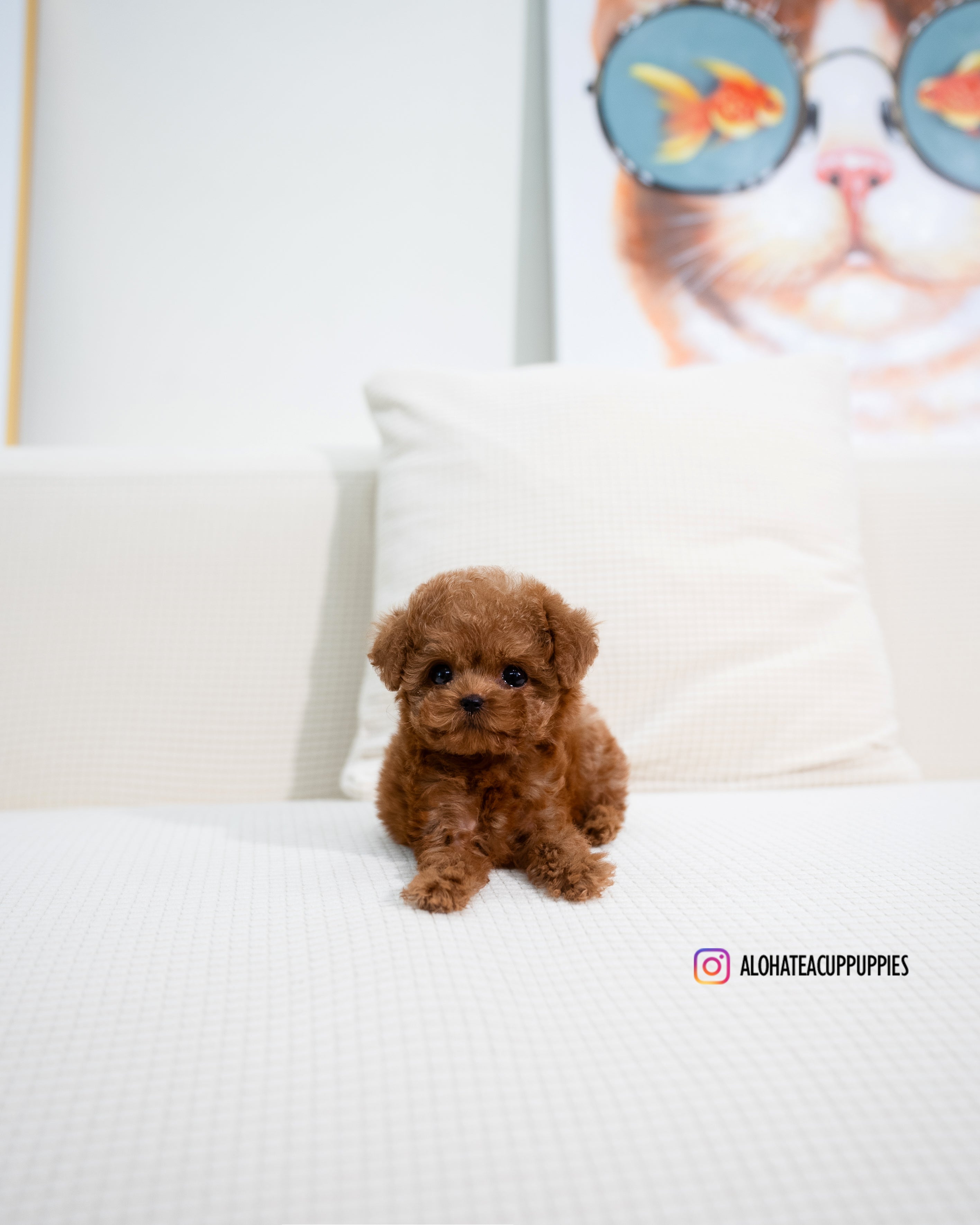 Angela [TEACUP POODLE]