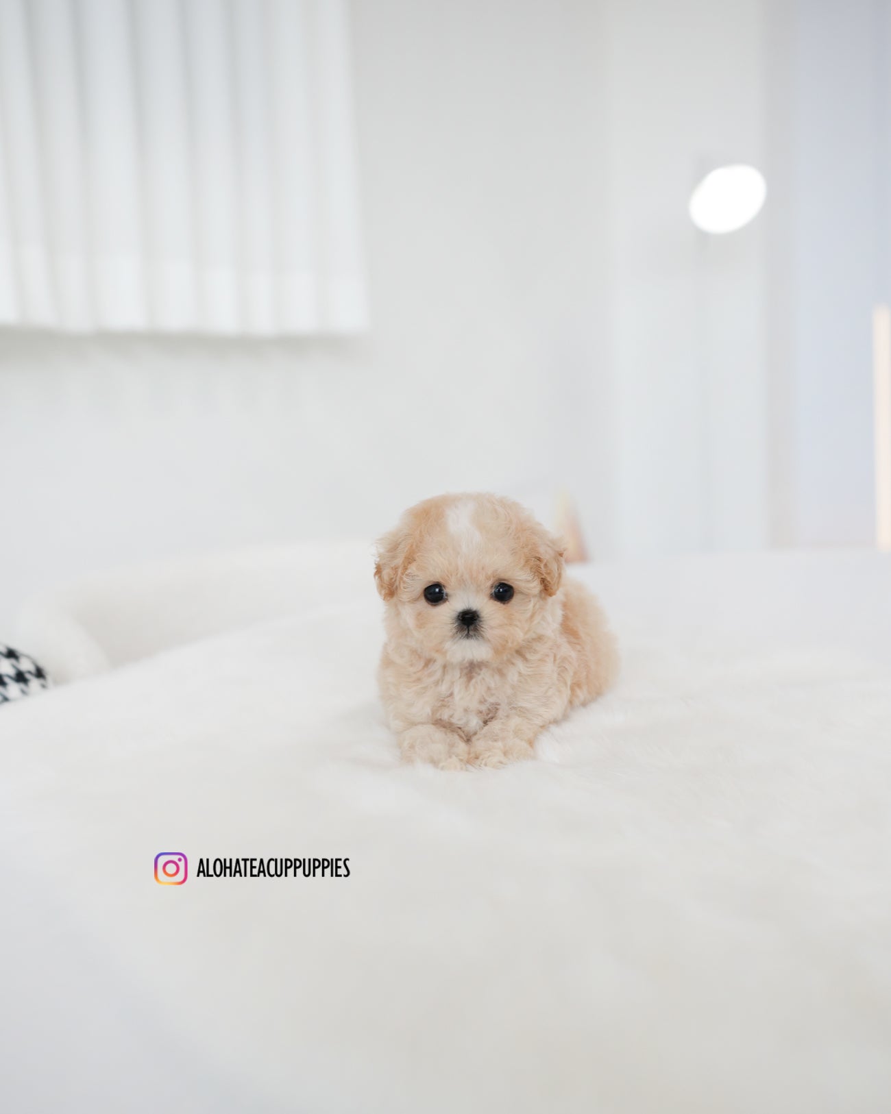 Cheese [TEACUP MALTIPOO]