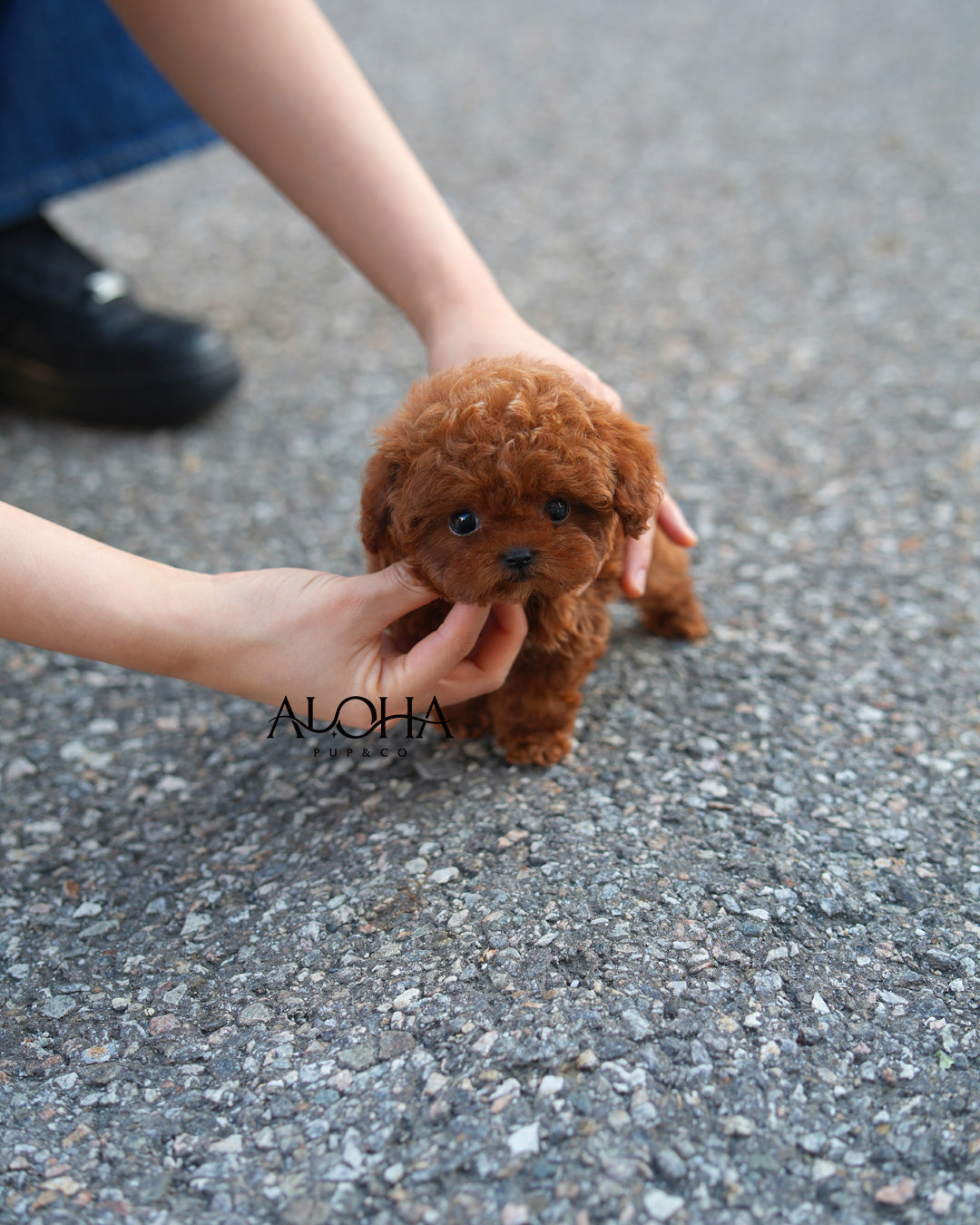 Bambi [TEACUP POODLE]